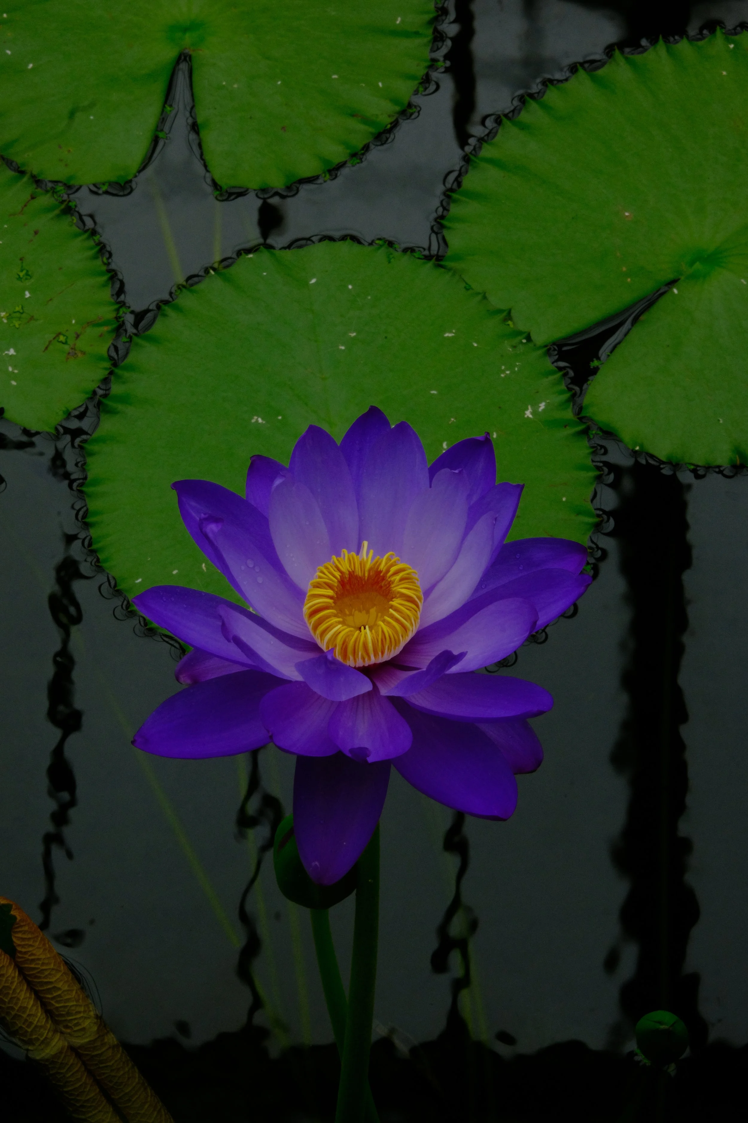 DSCF4894.JPG