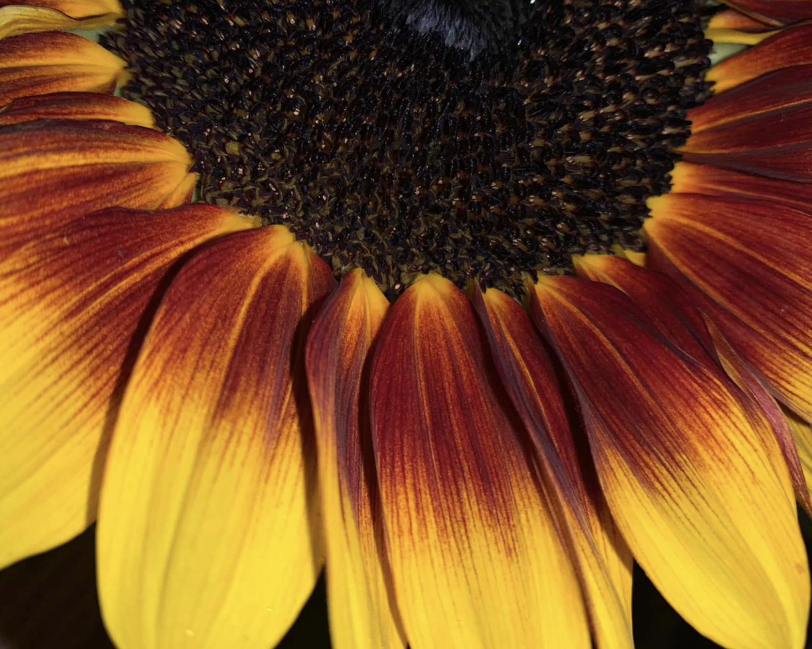 Close-up of a sunflower with yellow and red petals and a dark brown center.
