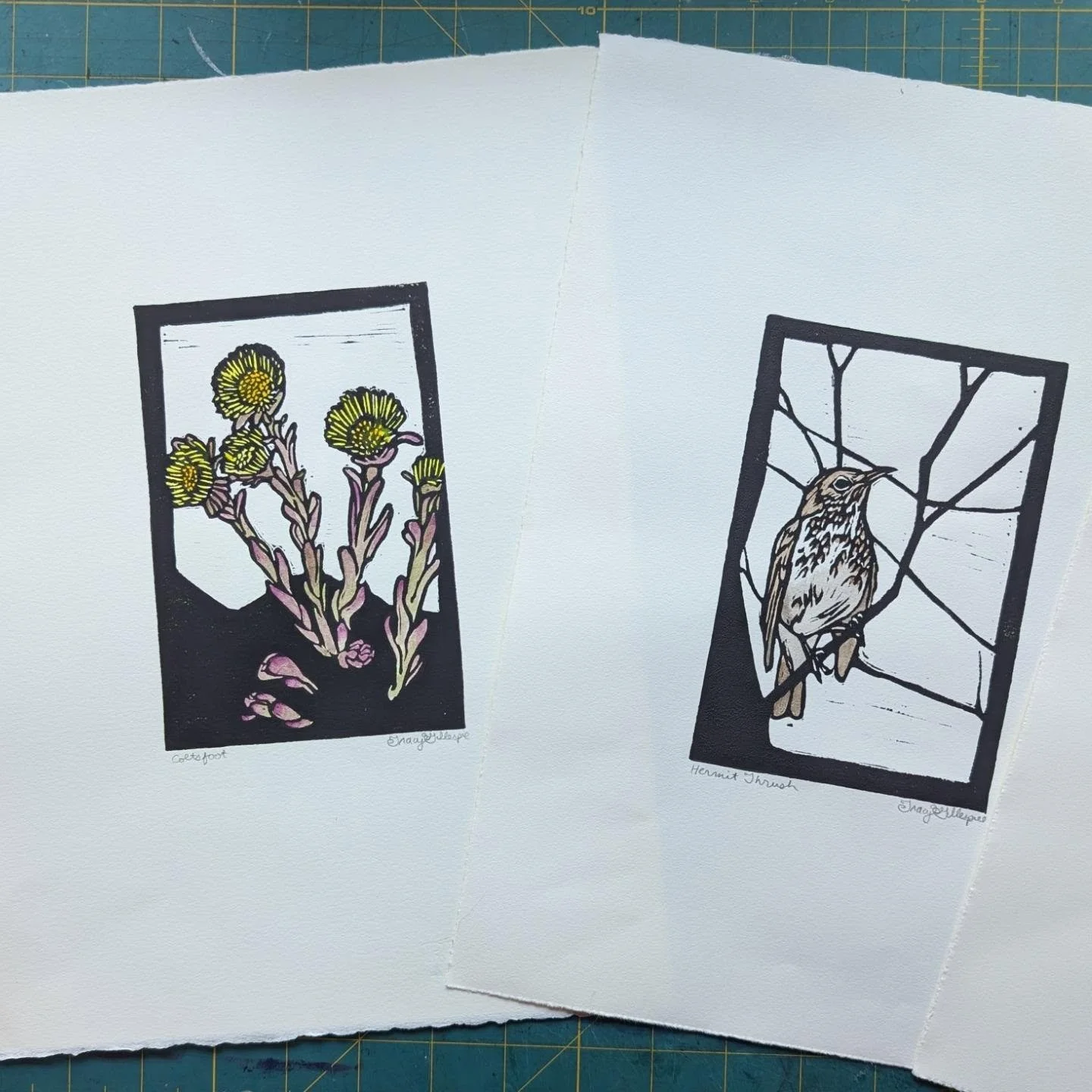 New prints, Coltsfoot and Hermit Thrush, coming soon to @longrivergallery and @collectivevt