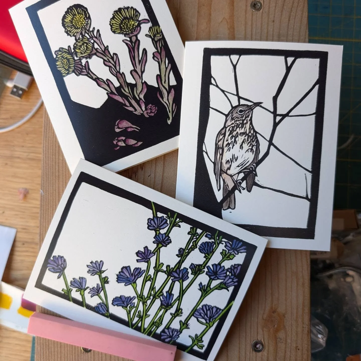 My three new prints of the year are now available as cards! Coltsfoot, Hermit Thrush, and Chicory will be available @collectivevt and @longrivergallery soon.