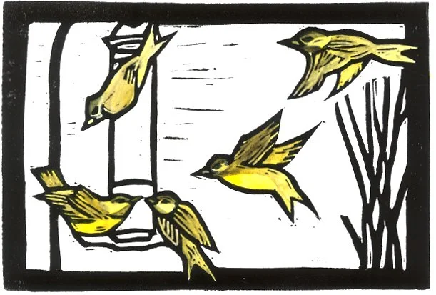 Birds at Feeder