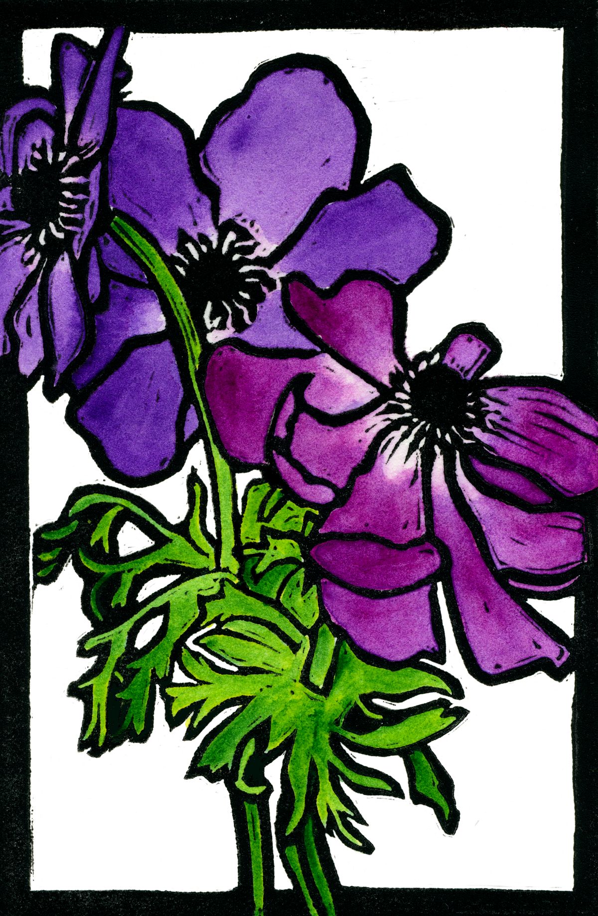 Purple Anenomes