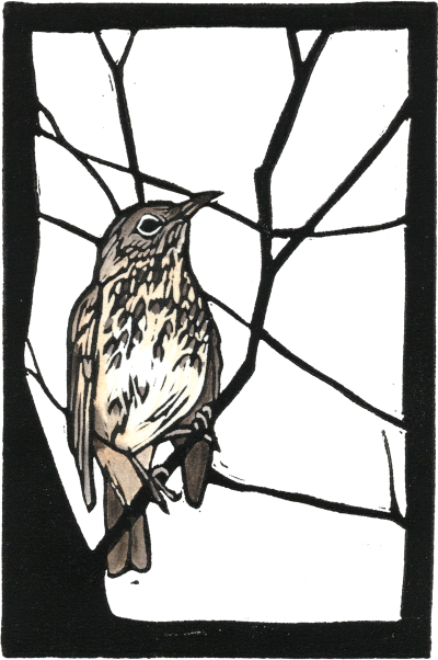 Hermit Thrush