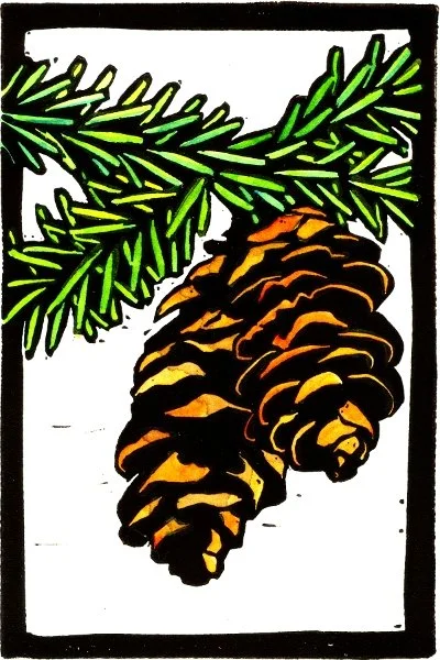 Pinecones