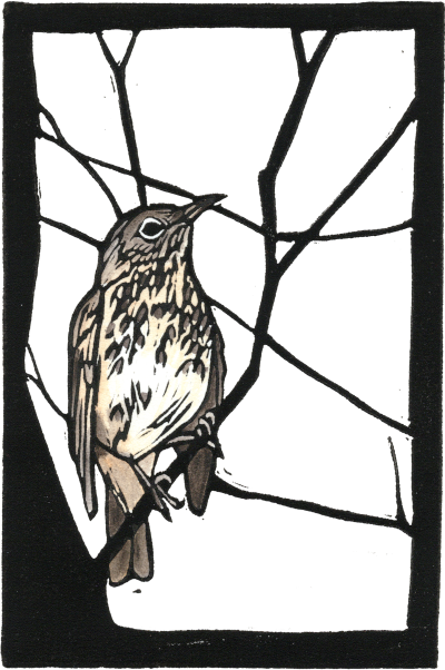 Hermit Thrush