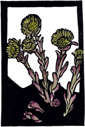 Coltsfoot