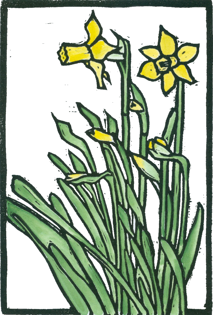 Daffodils