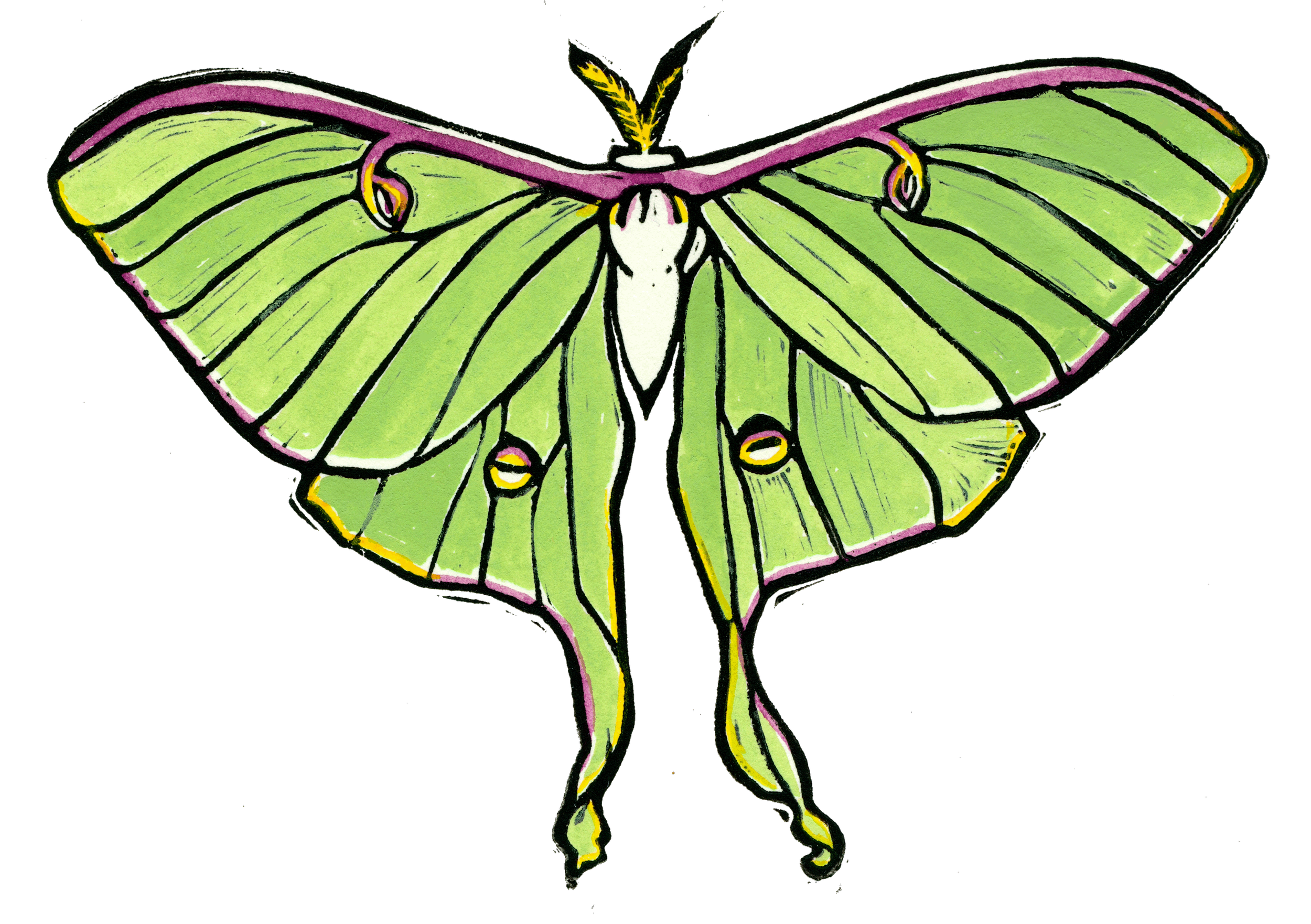 Luna Moth