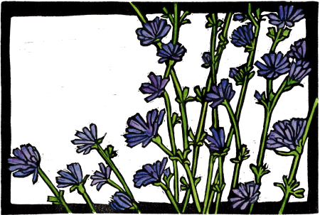 Chicory
