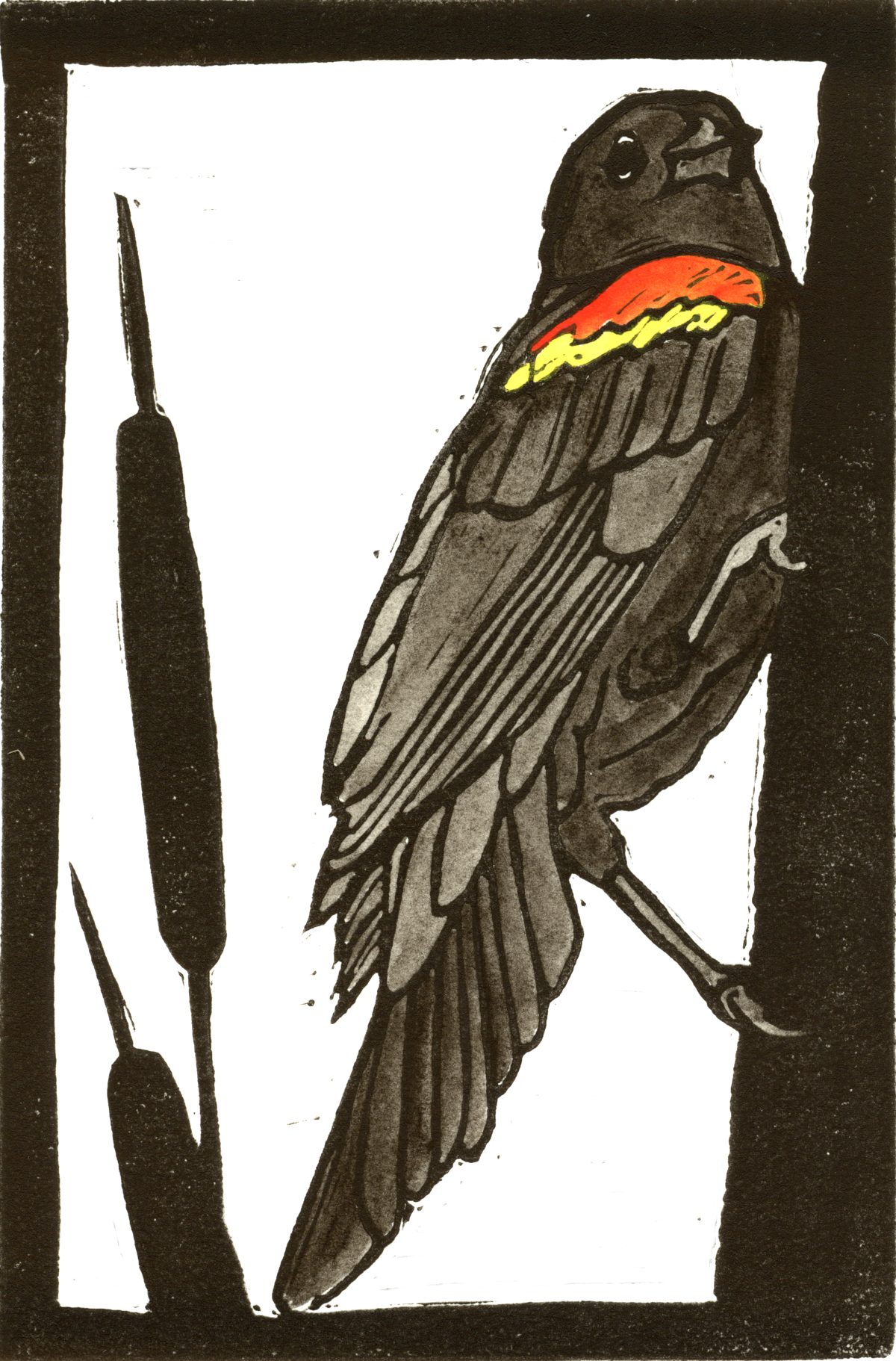 Red Winged Blackbird