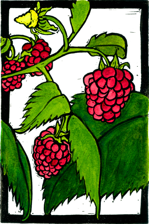 Raspberries