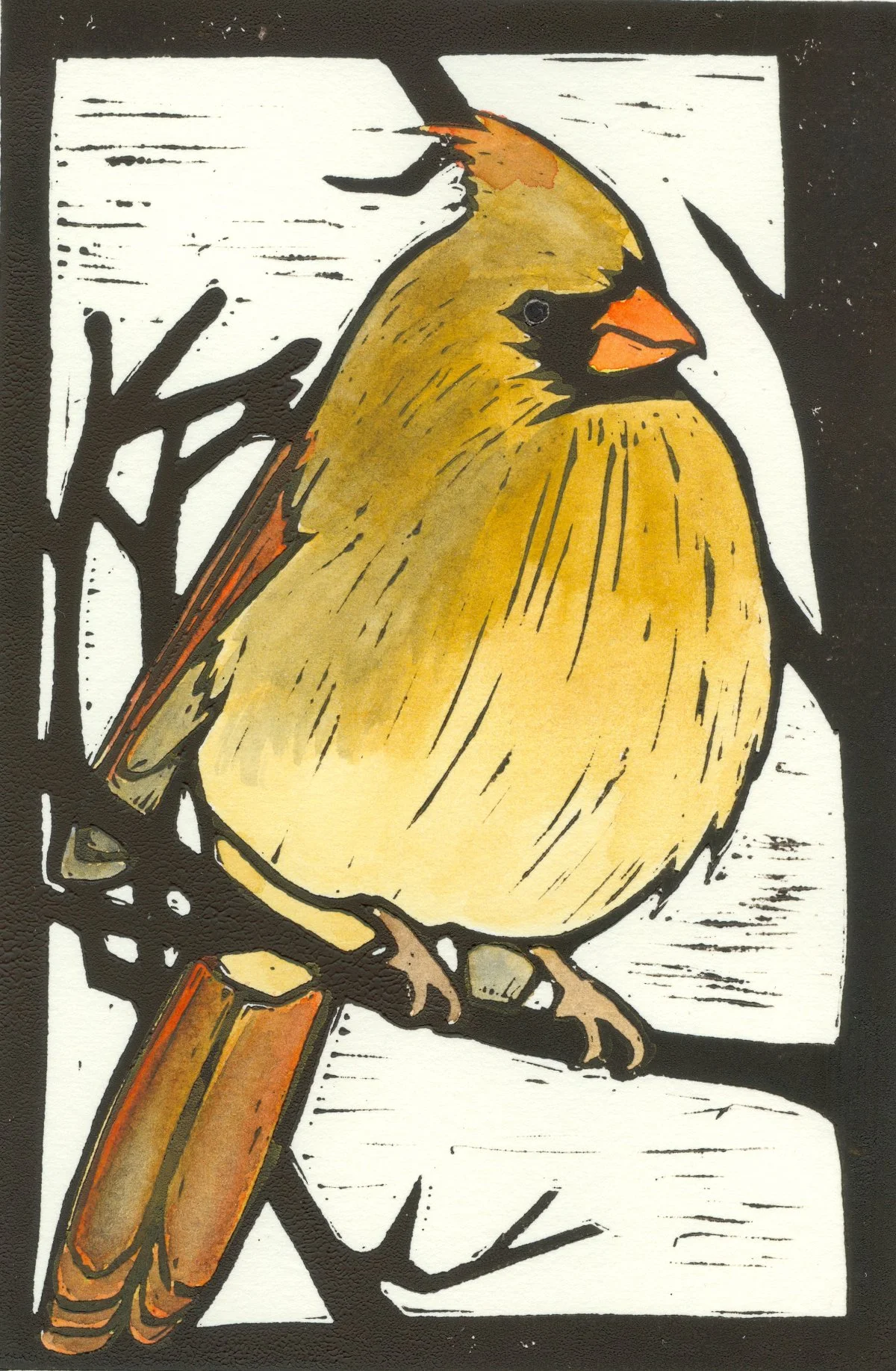 Brown Cardinal