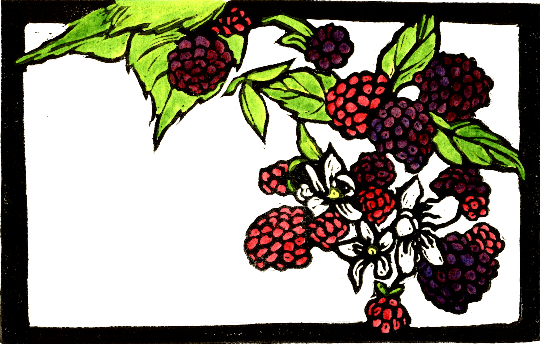 Blackberries