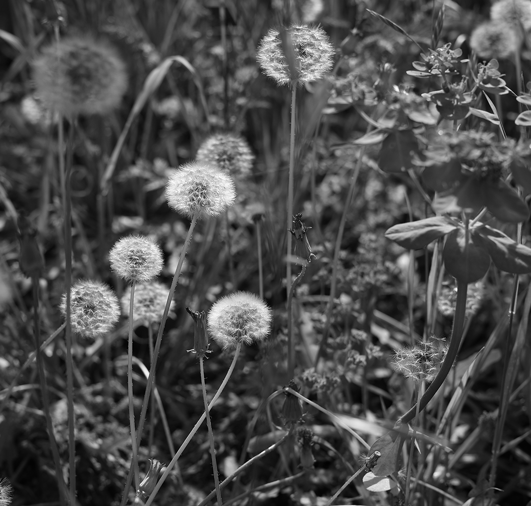 Black and white photo of dandelions and plant leaves in a natural setting.