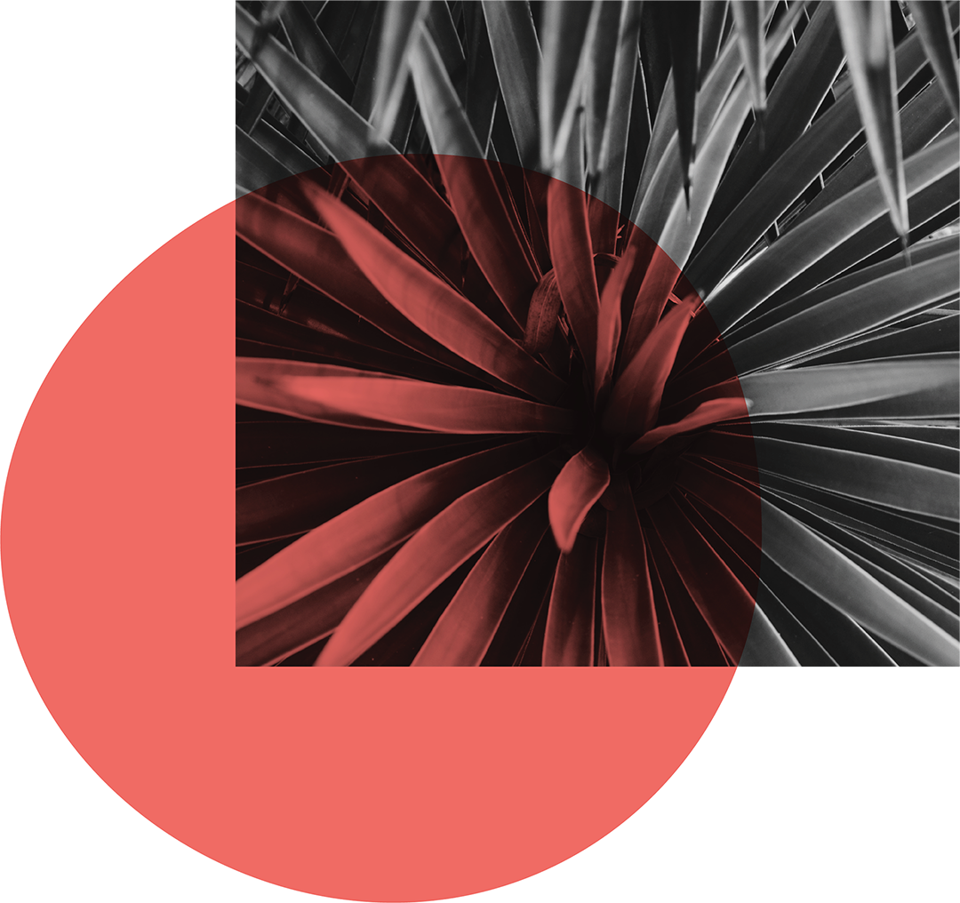 Close-up of a plant with long, slender leaves, with a red semi-transparent circle overlay and a red geometric shape in the foreground.