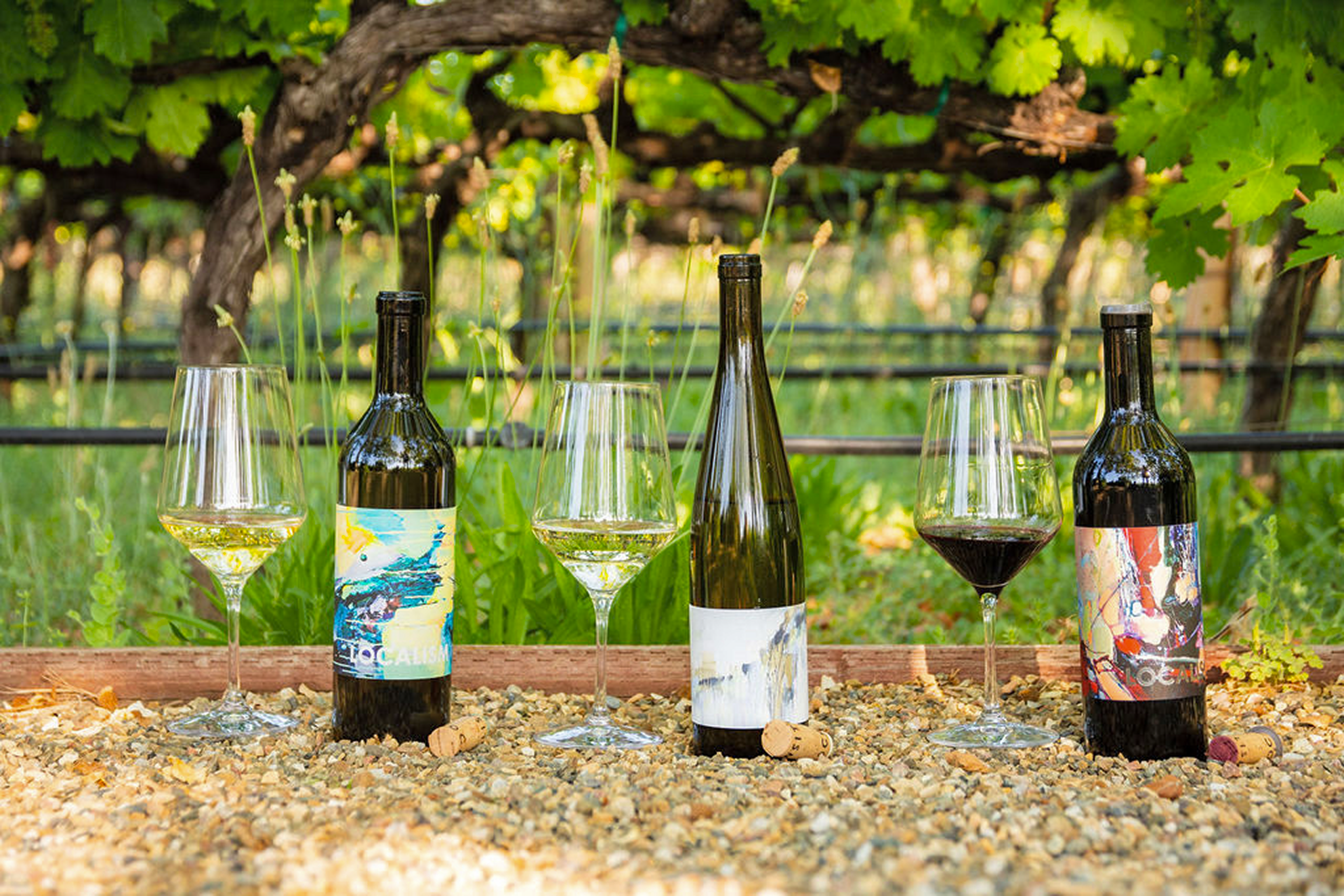 Four wine bottles and four wine glasses filled with white and red wine, set on a gravel surface outdoors amidst green grapevine leaves and grapevines in a vineyard.