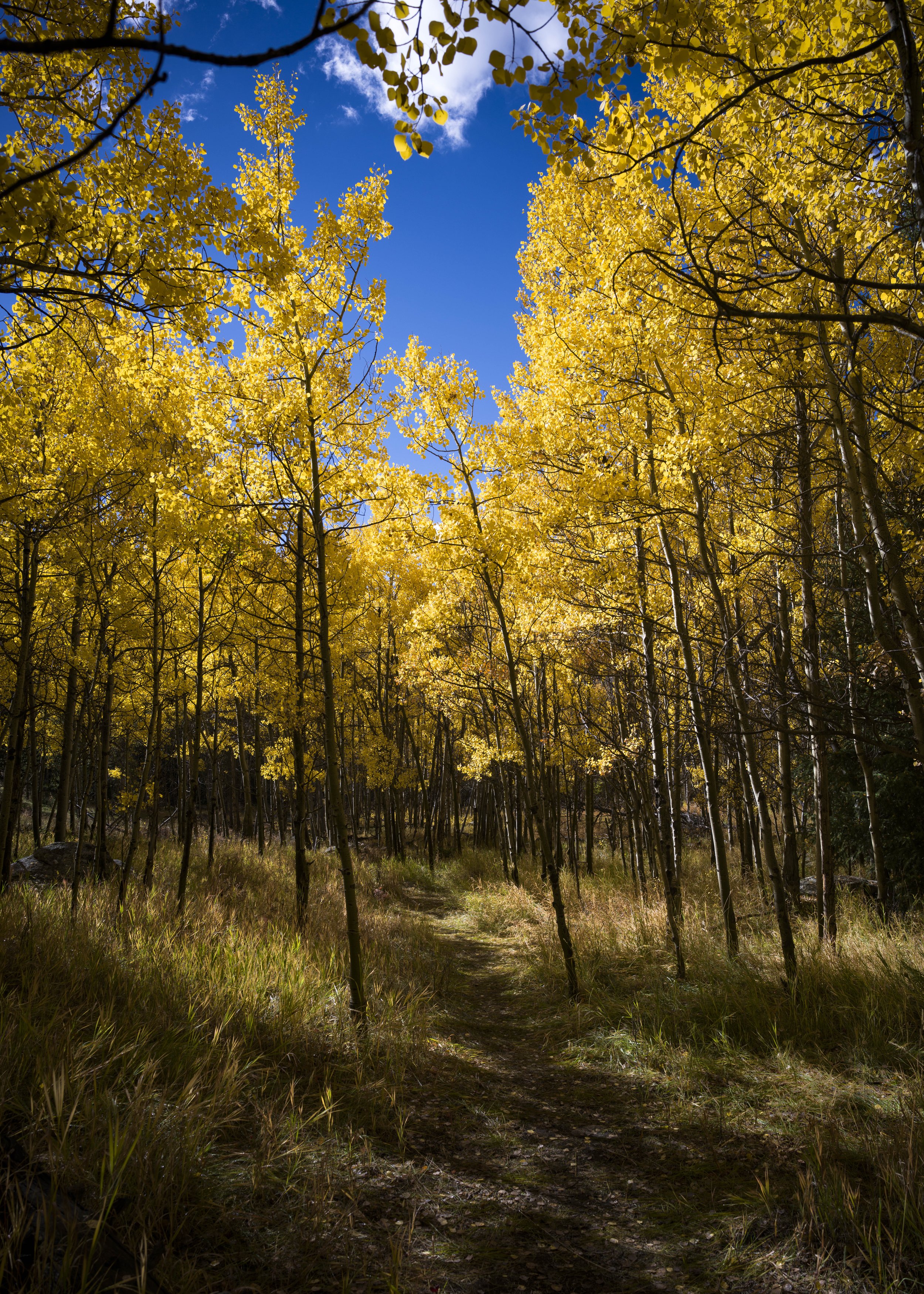 Abyss Aspen Leaves LR_19.JPG