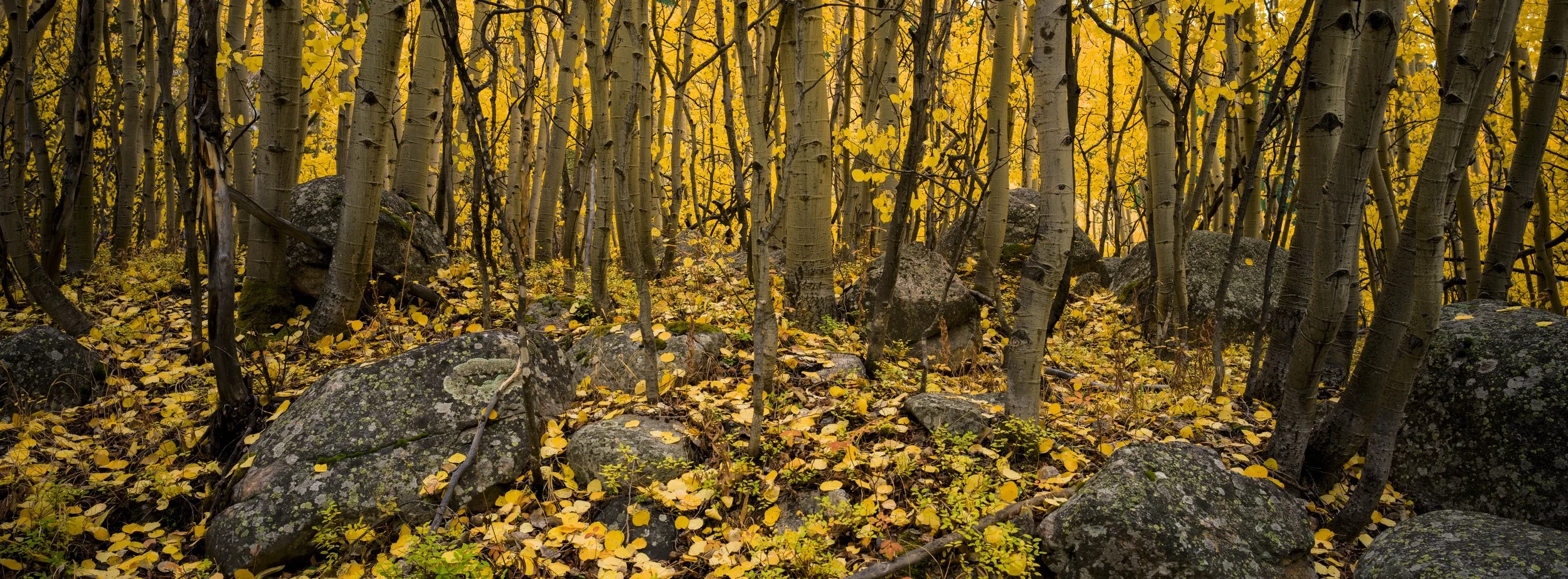 Abyss Aspen Leaves LR_35.JPG