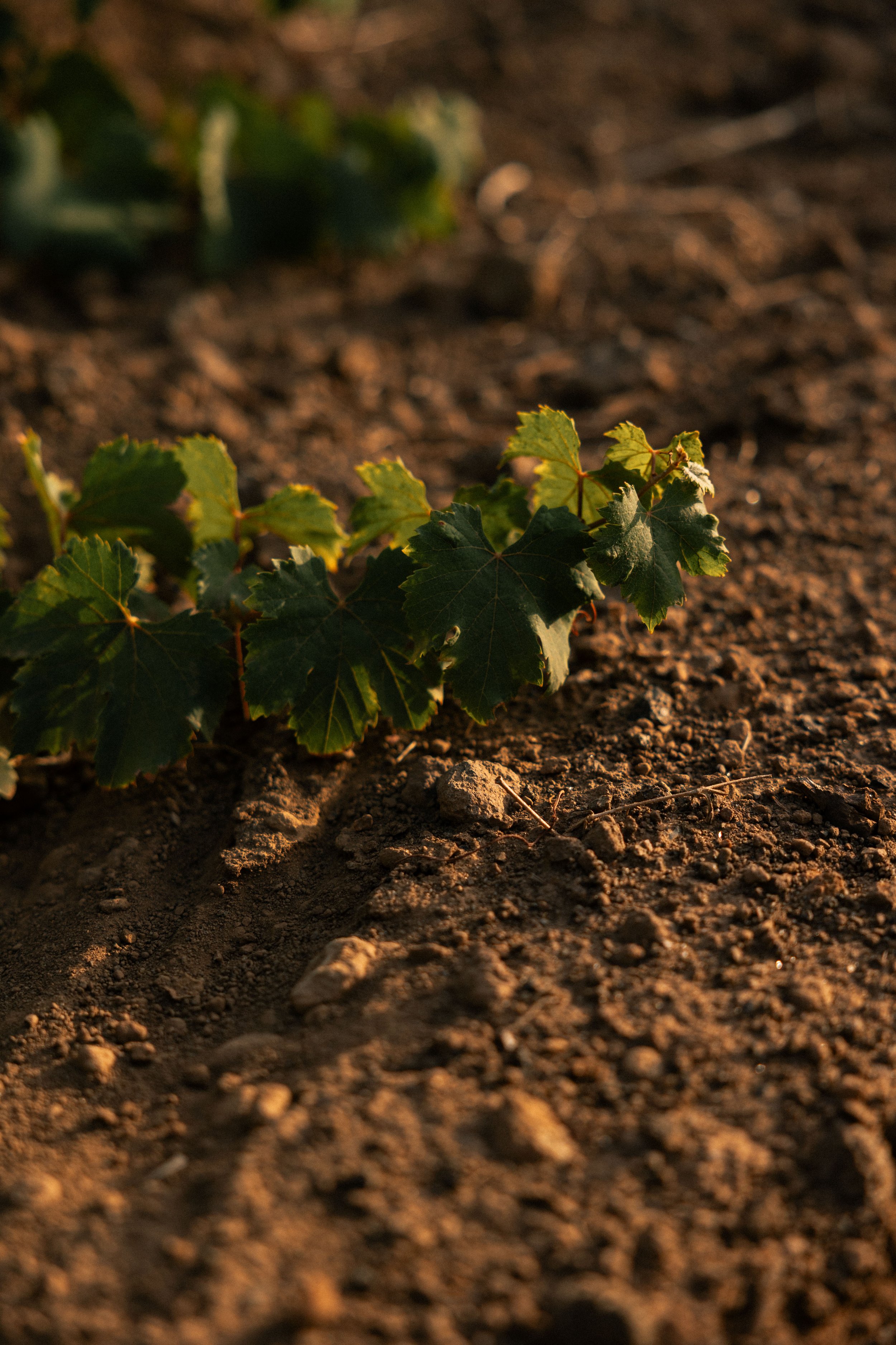 Close-up view of a vine on Pantelleria volcanic soil