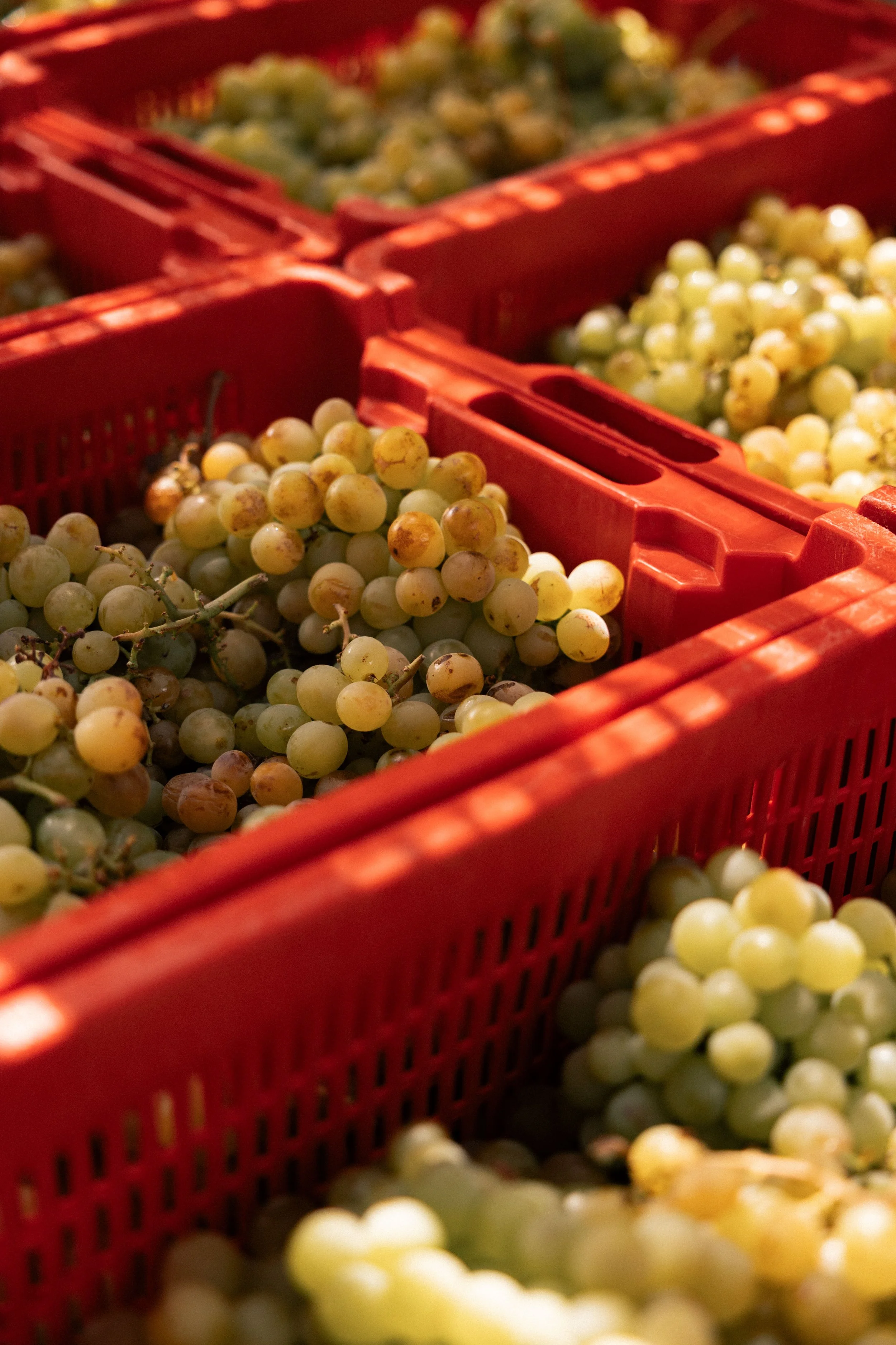Anforaje_HarvestAugust_Roschatt-1.jpg