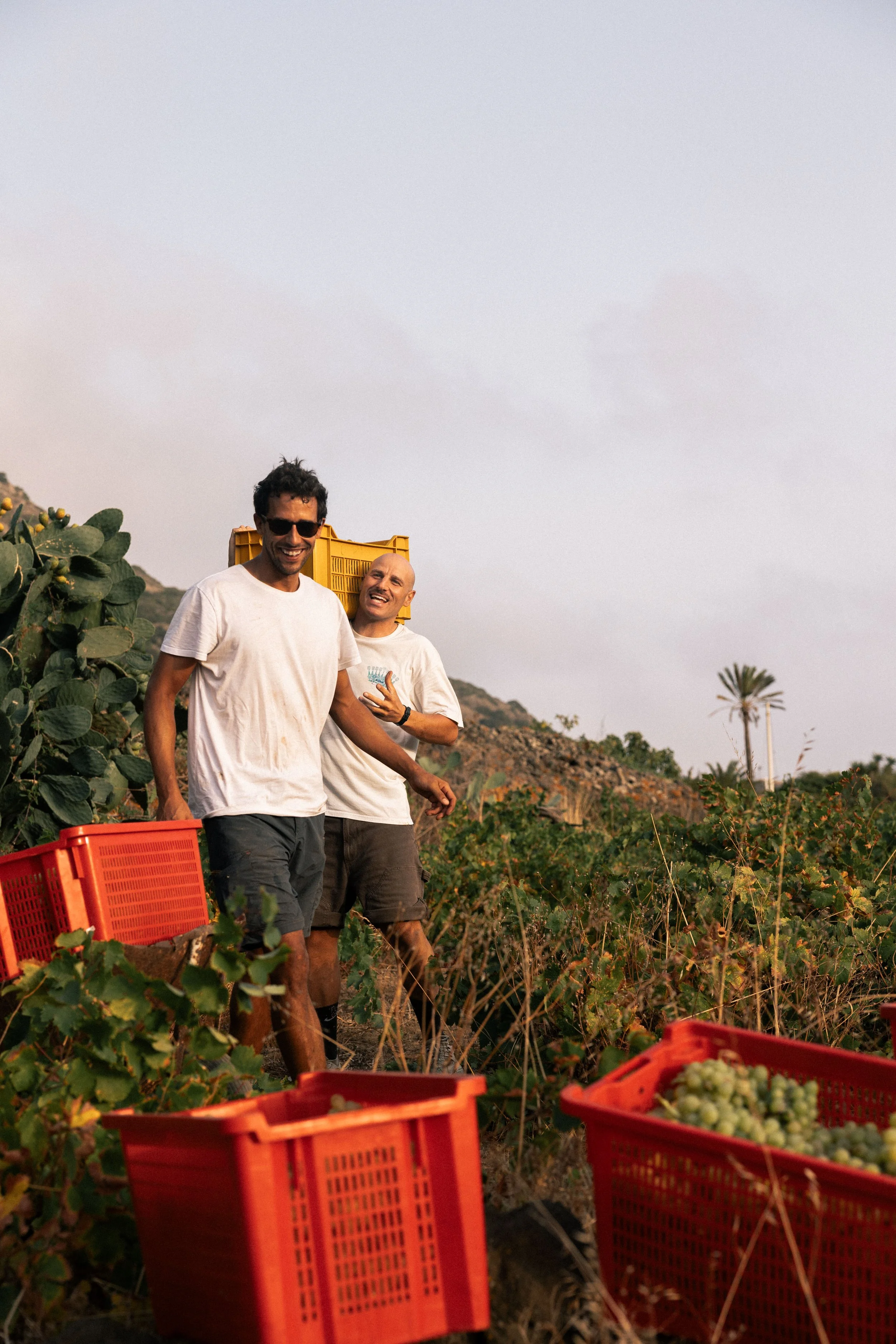Harvest moments, recollecting baskets ful of grapes during the manual harvest
