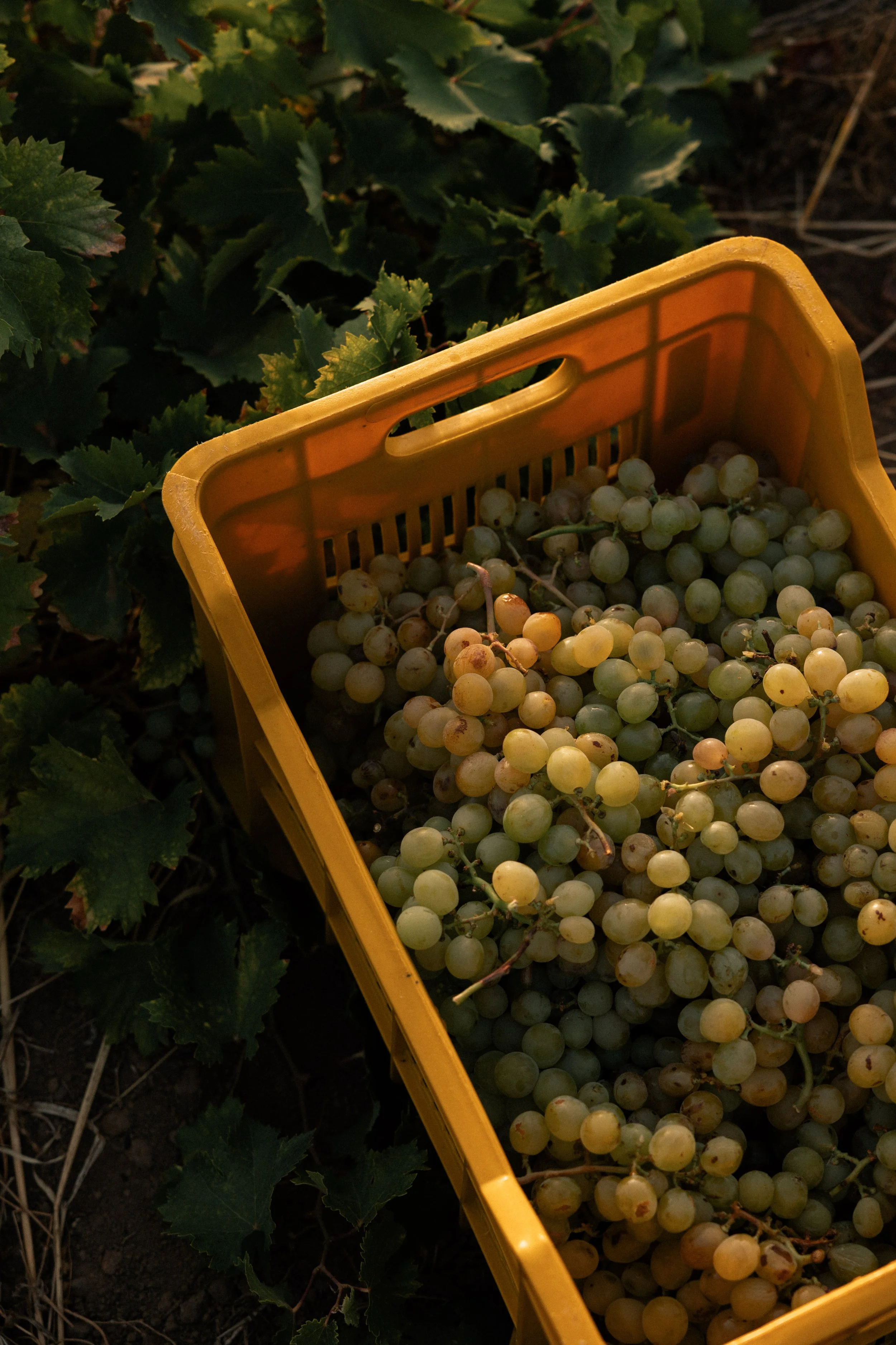 A yellow  basket filled with white grapes  in a vineyard.