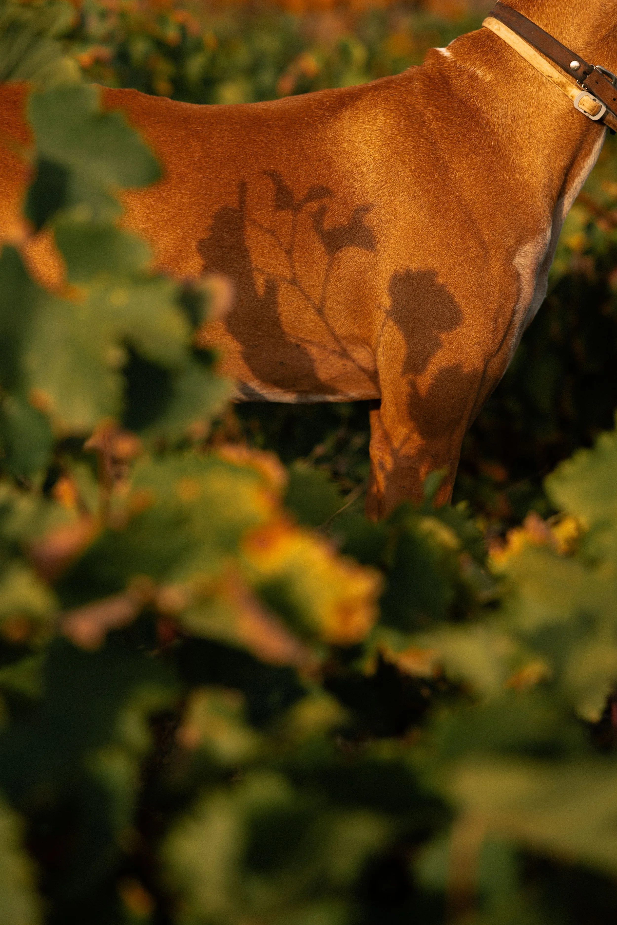 Anforaje_Roschatt-35.jpg