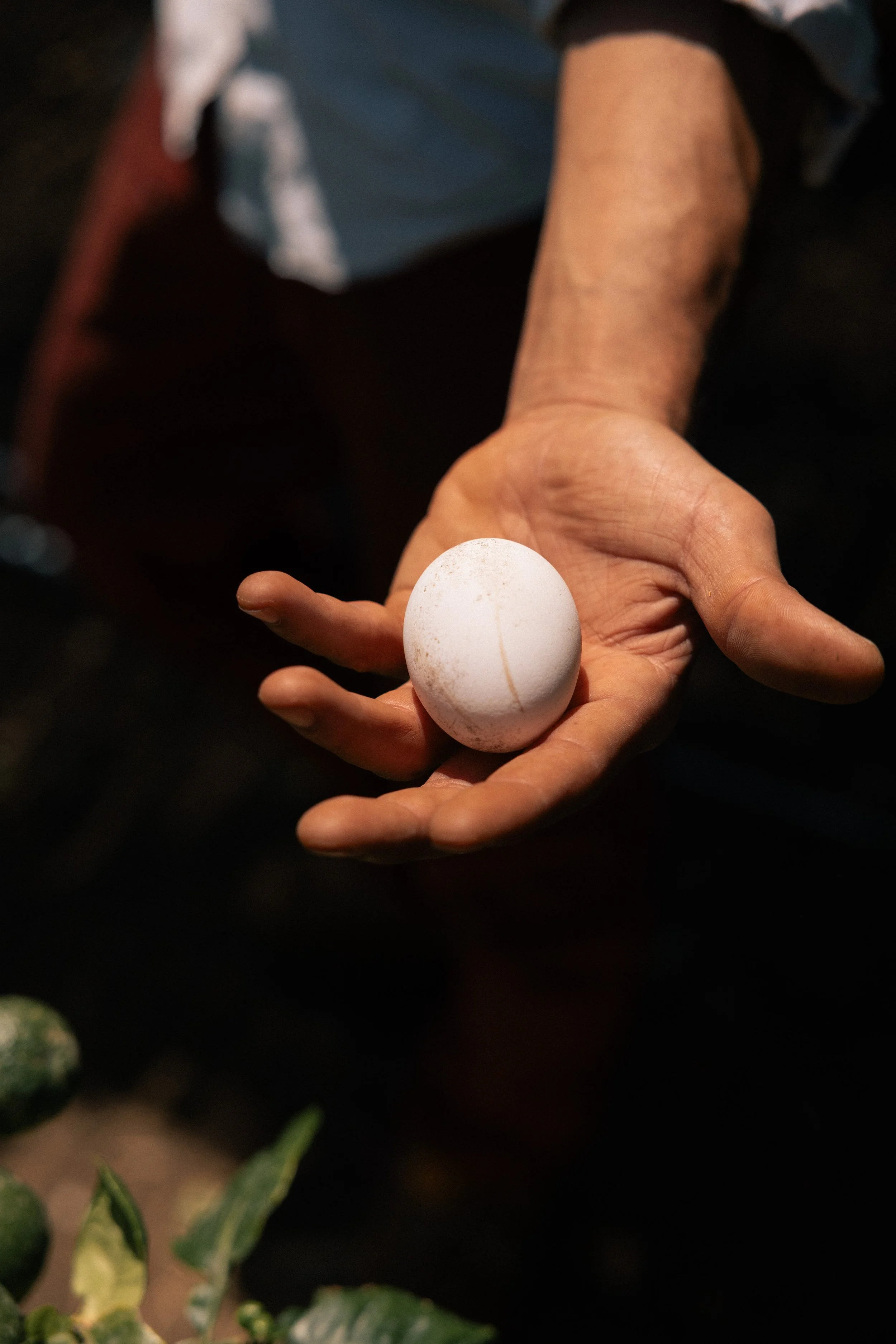 Jacopo holding a white egg from one of his chickens 