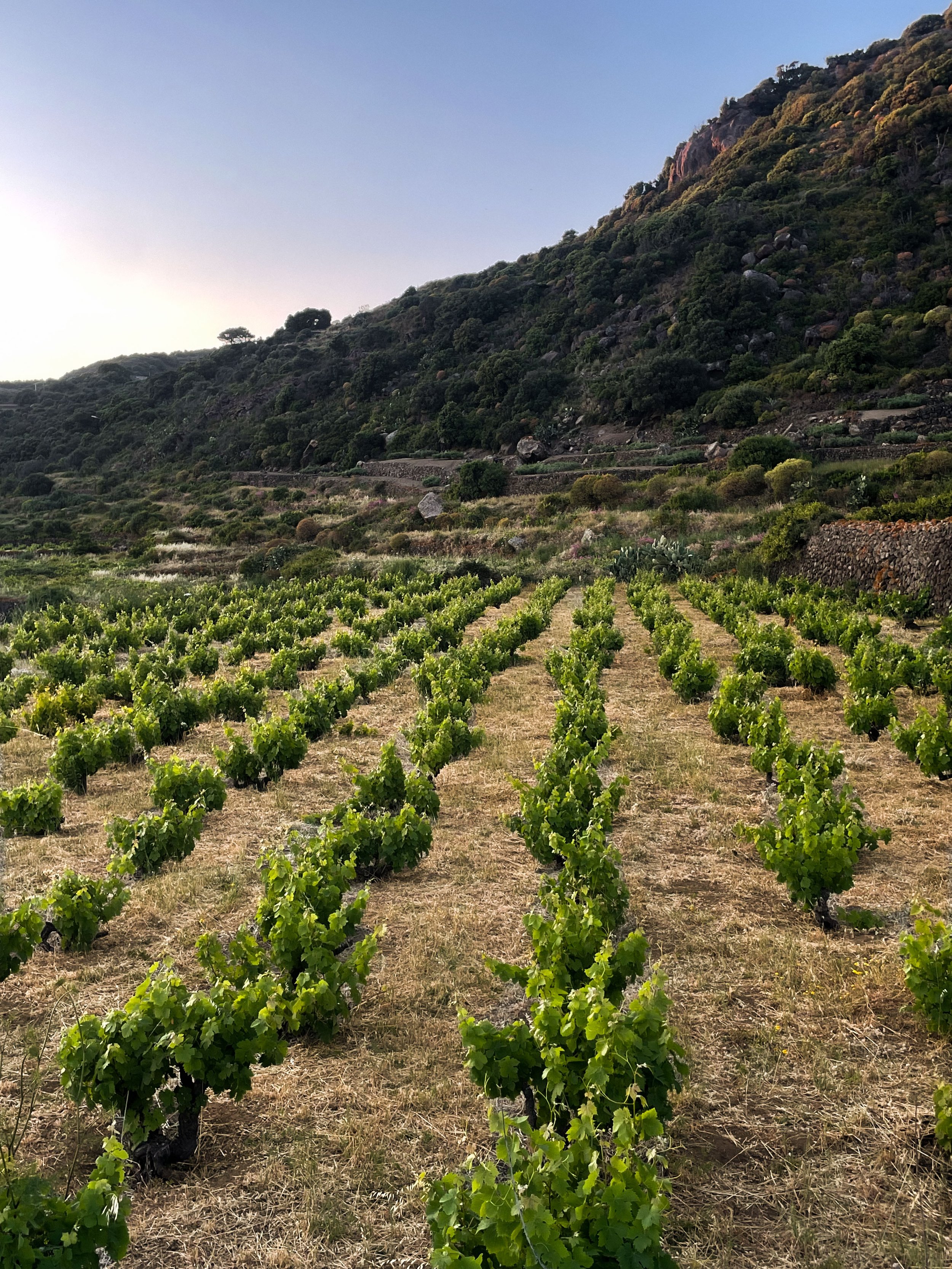Vineyard with lush green grapevines on a hillside, under a clear sky during spring.