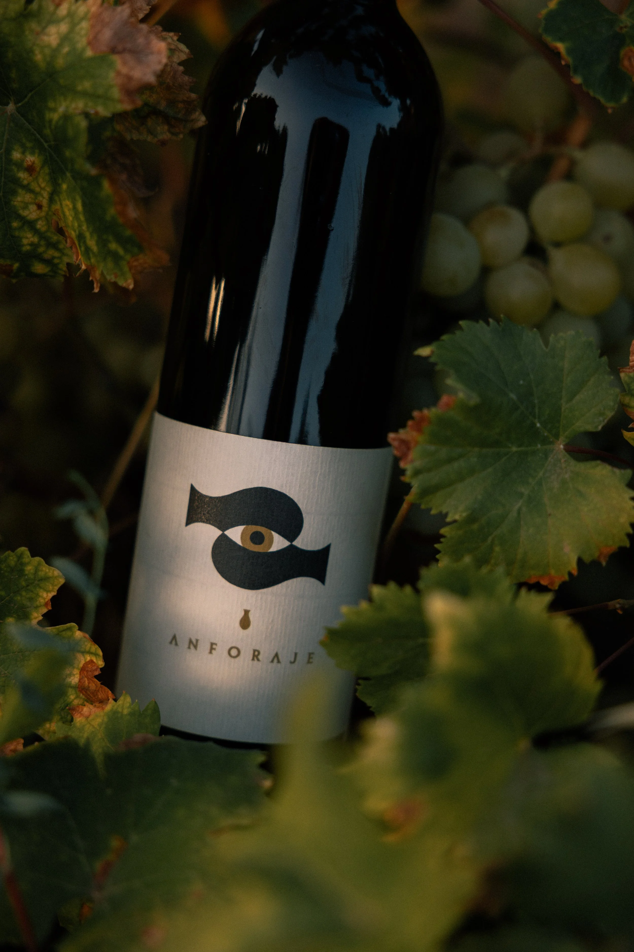 bottiglia di Anforaje tra le foglie e i grappoli di una vite ad alberello di uva zibibbo di Pantelleria. 