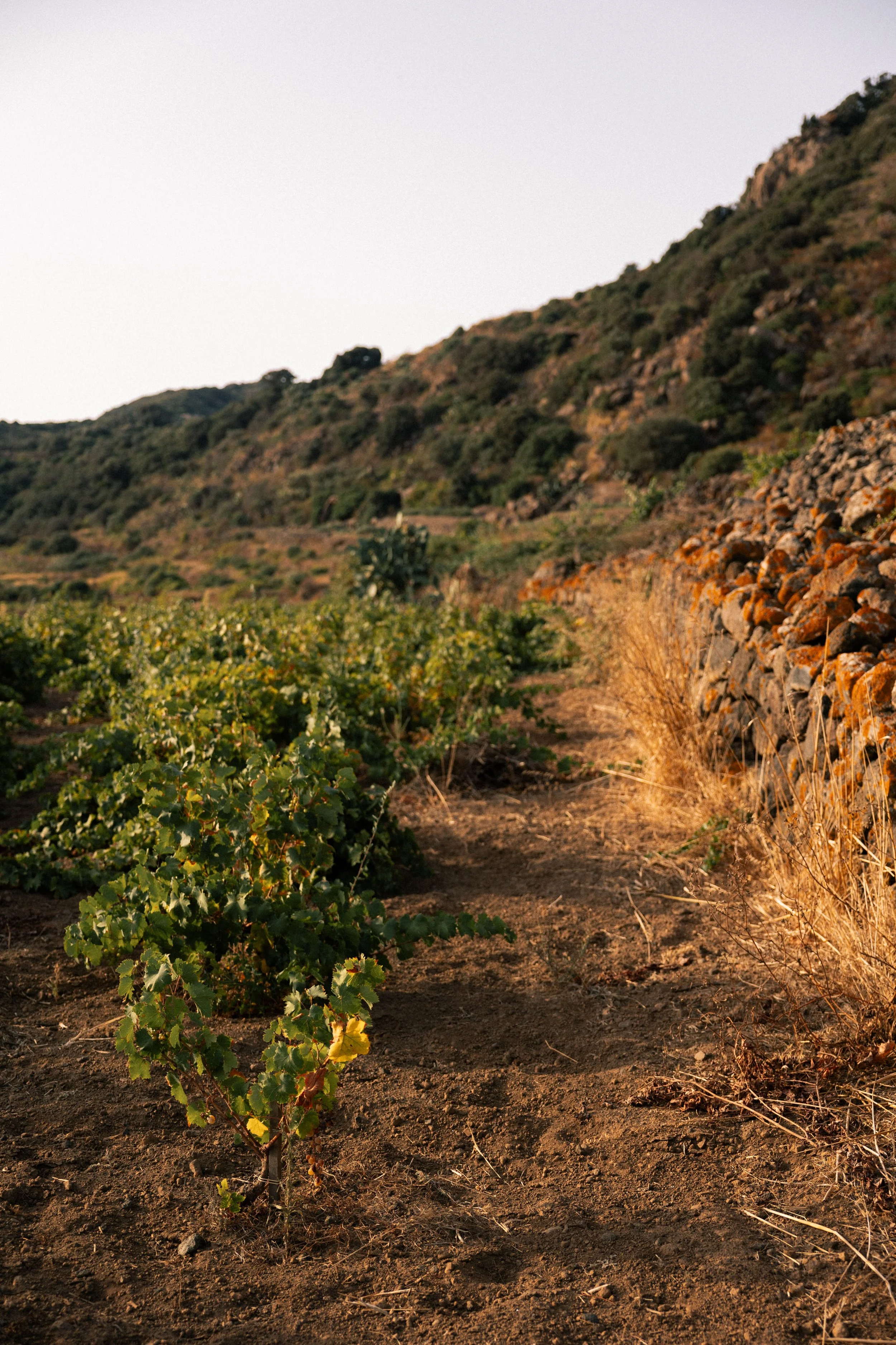 Vineyard on a hillside in Pantelleria, during sunset.