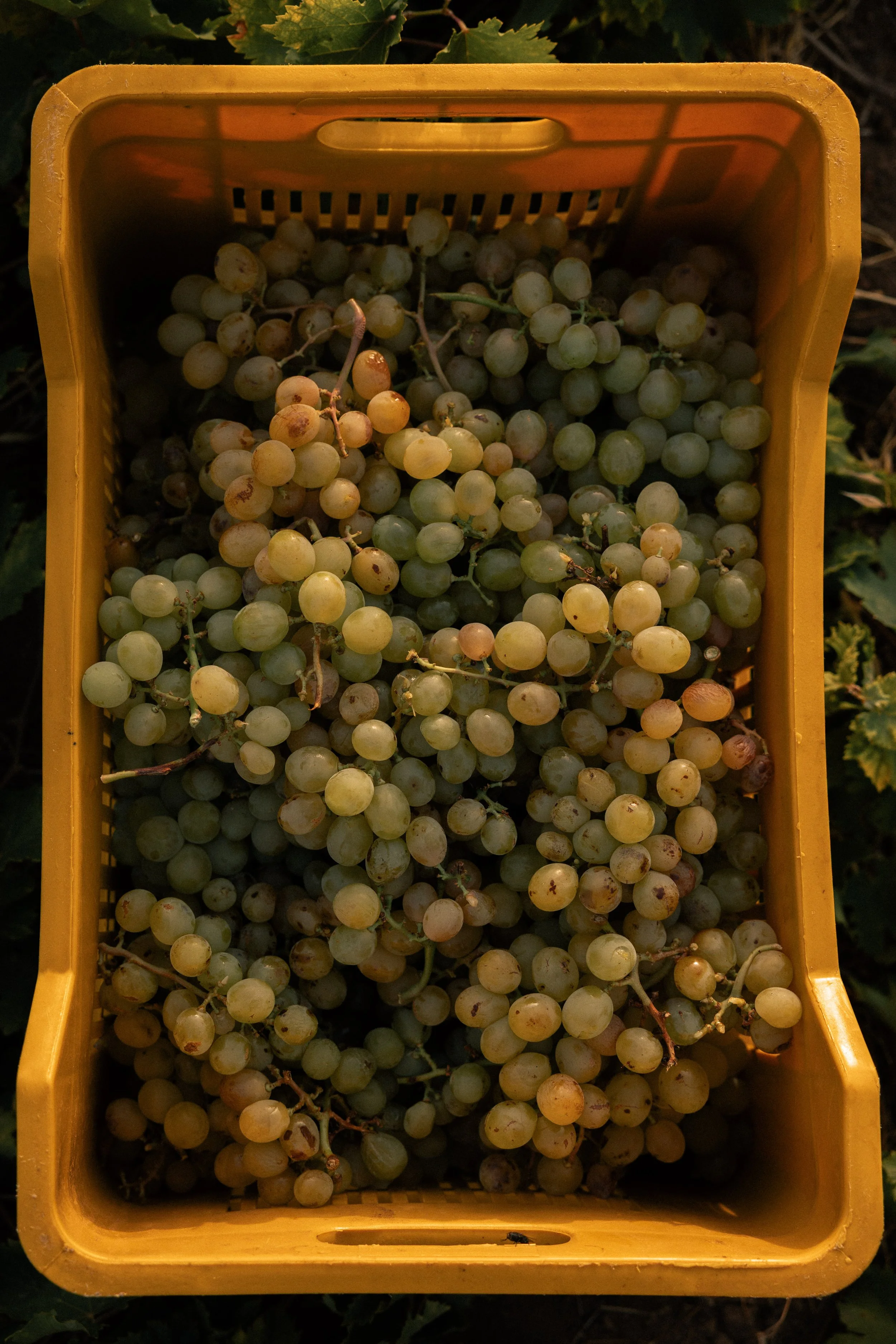 Anforaje_HarvestAugust_Roschatt-17.jpg
