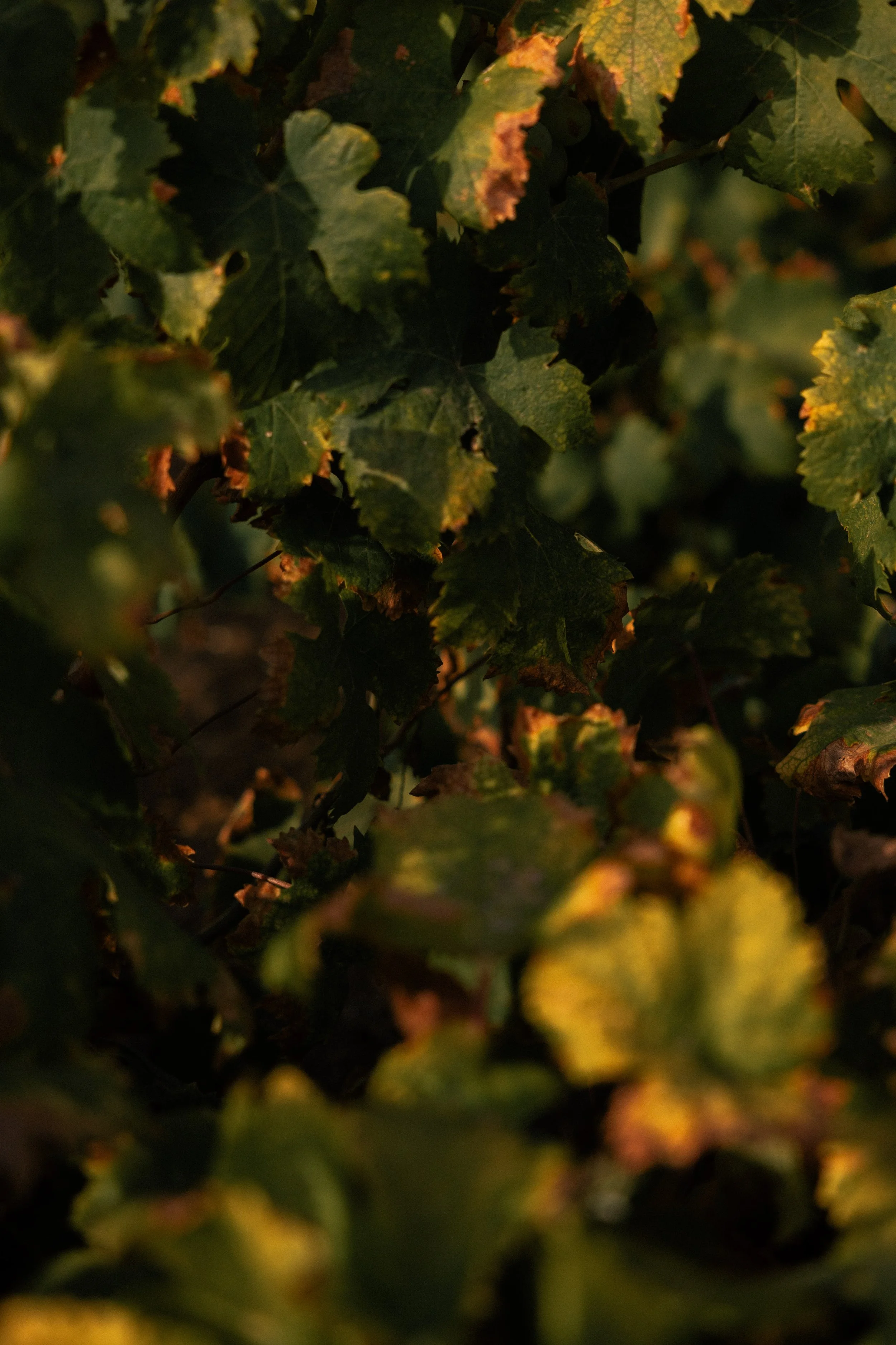 Close-up of green and yellow leaves on a vine, some with brown edges, in low light.