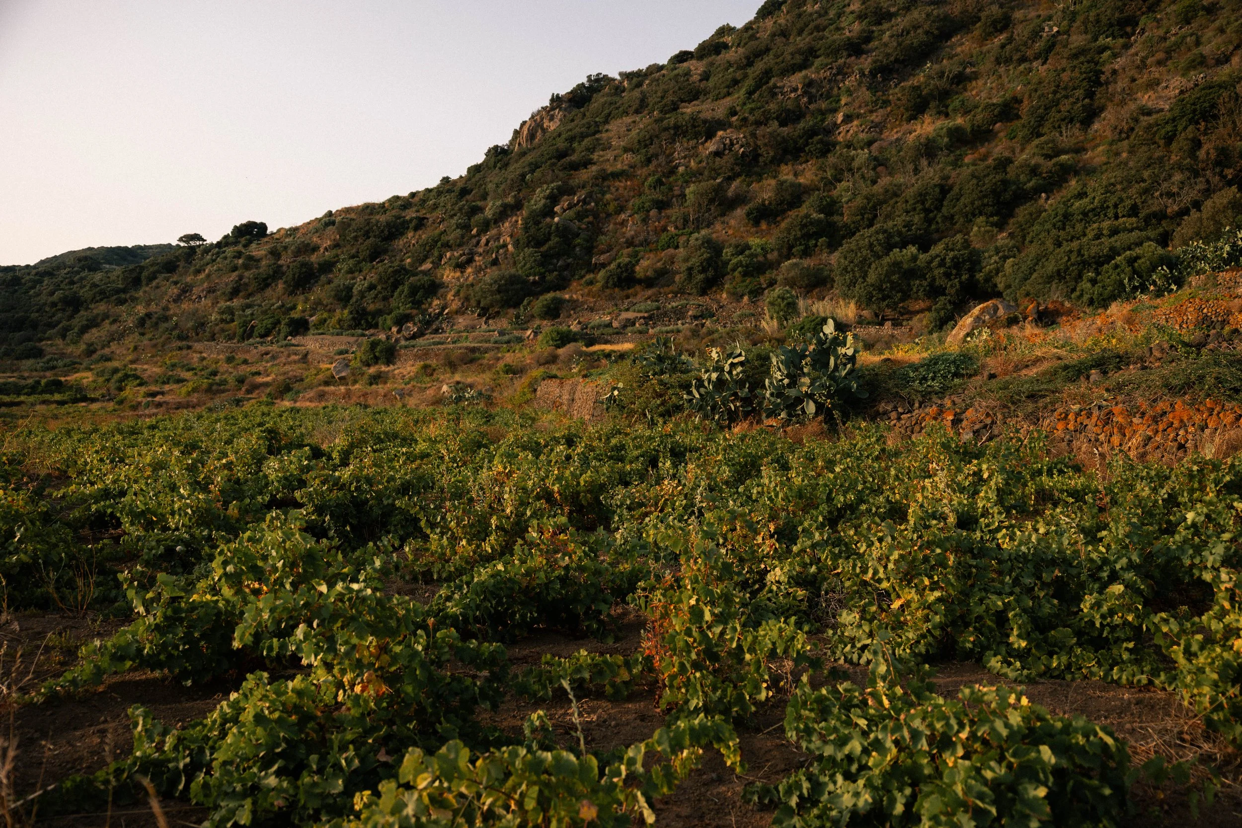 view of the vineyard on the hillside 