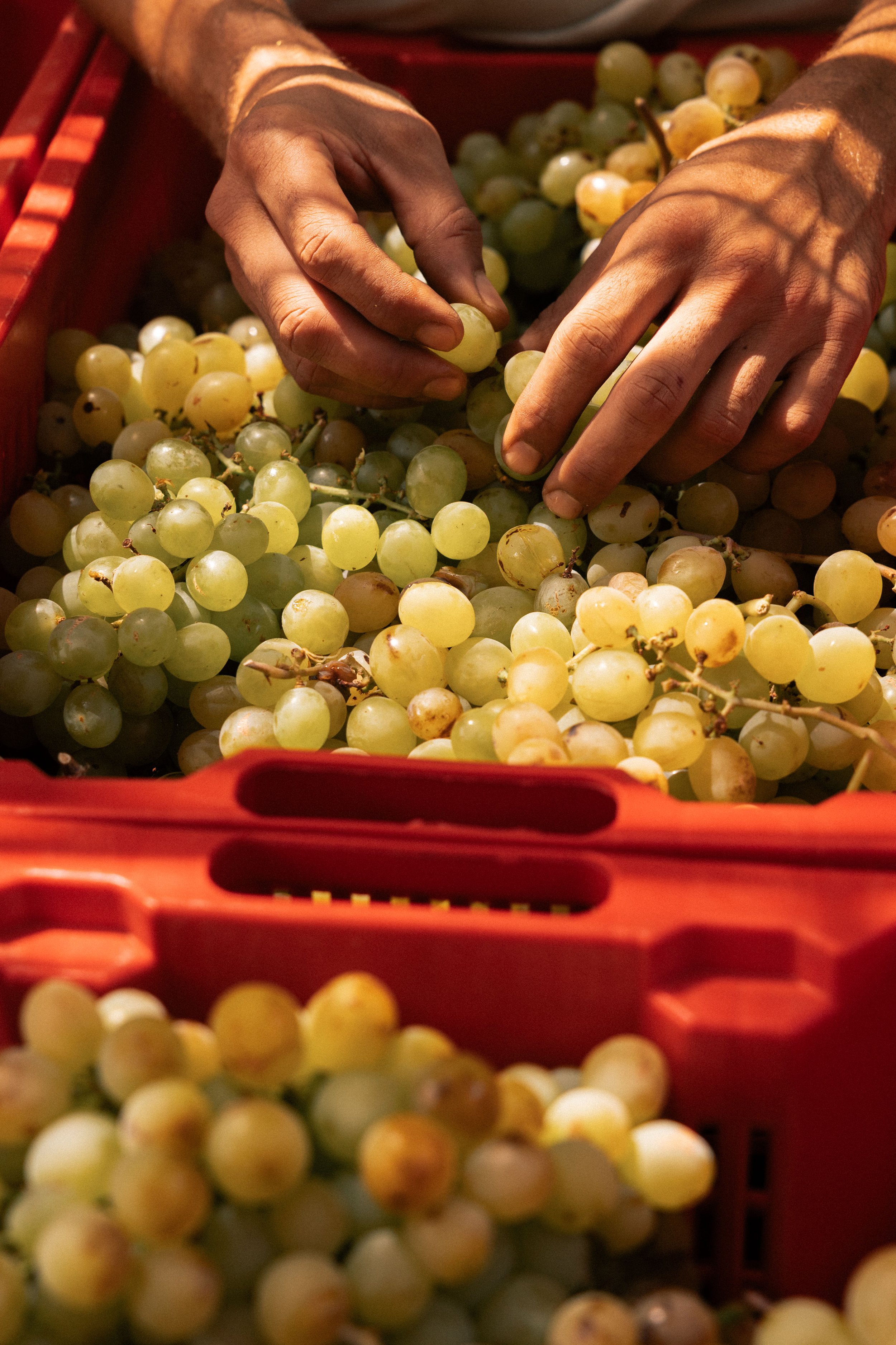 Anforaje_HarvestAugust_Roschatt-7.jpg