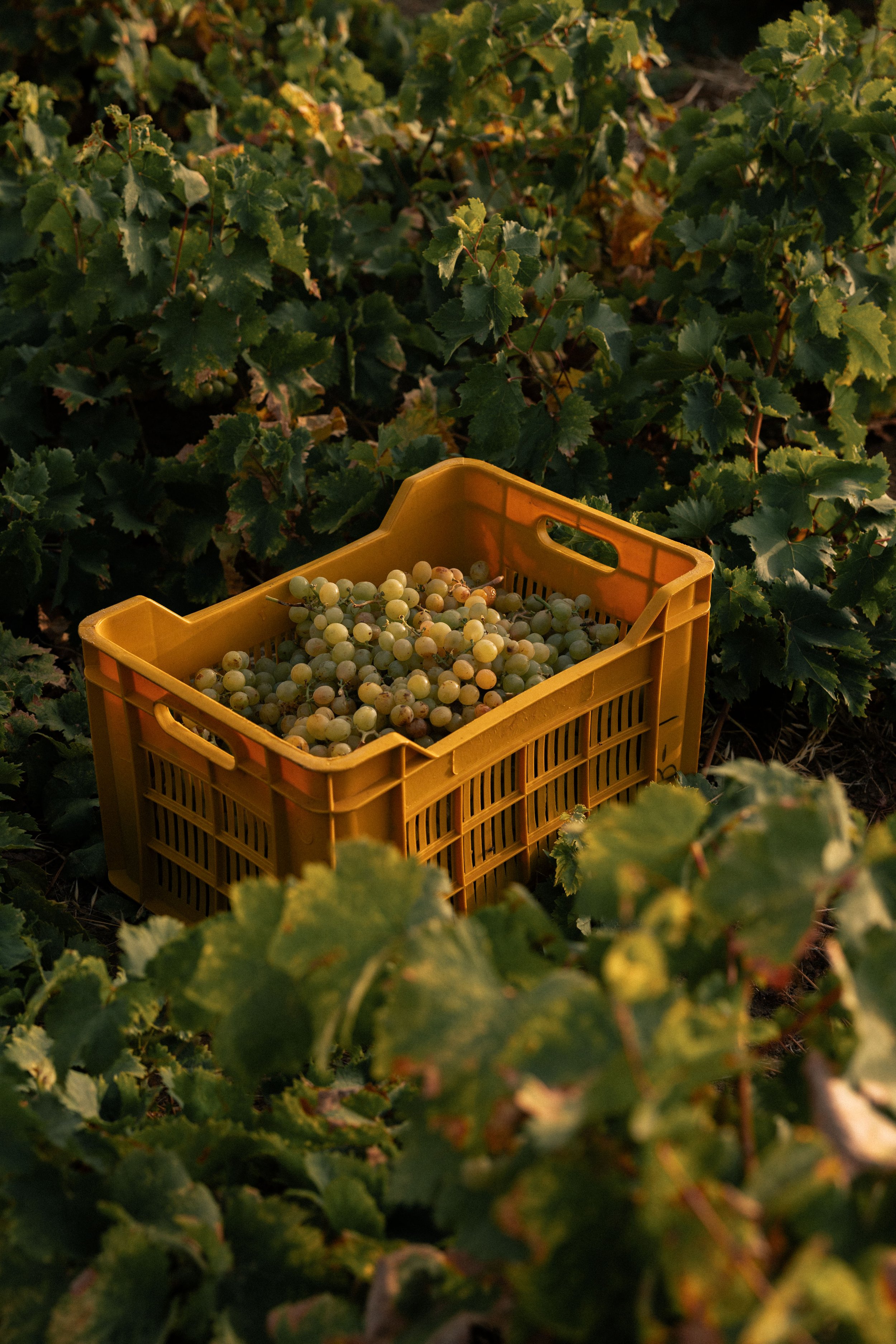 Anforaje_HarvestAugust_Roschatt-16.jpg