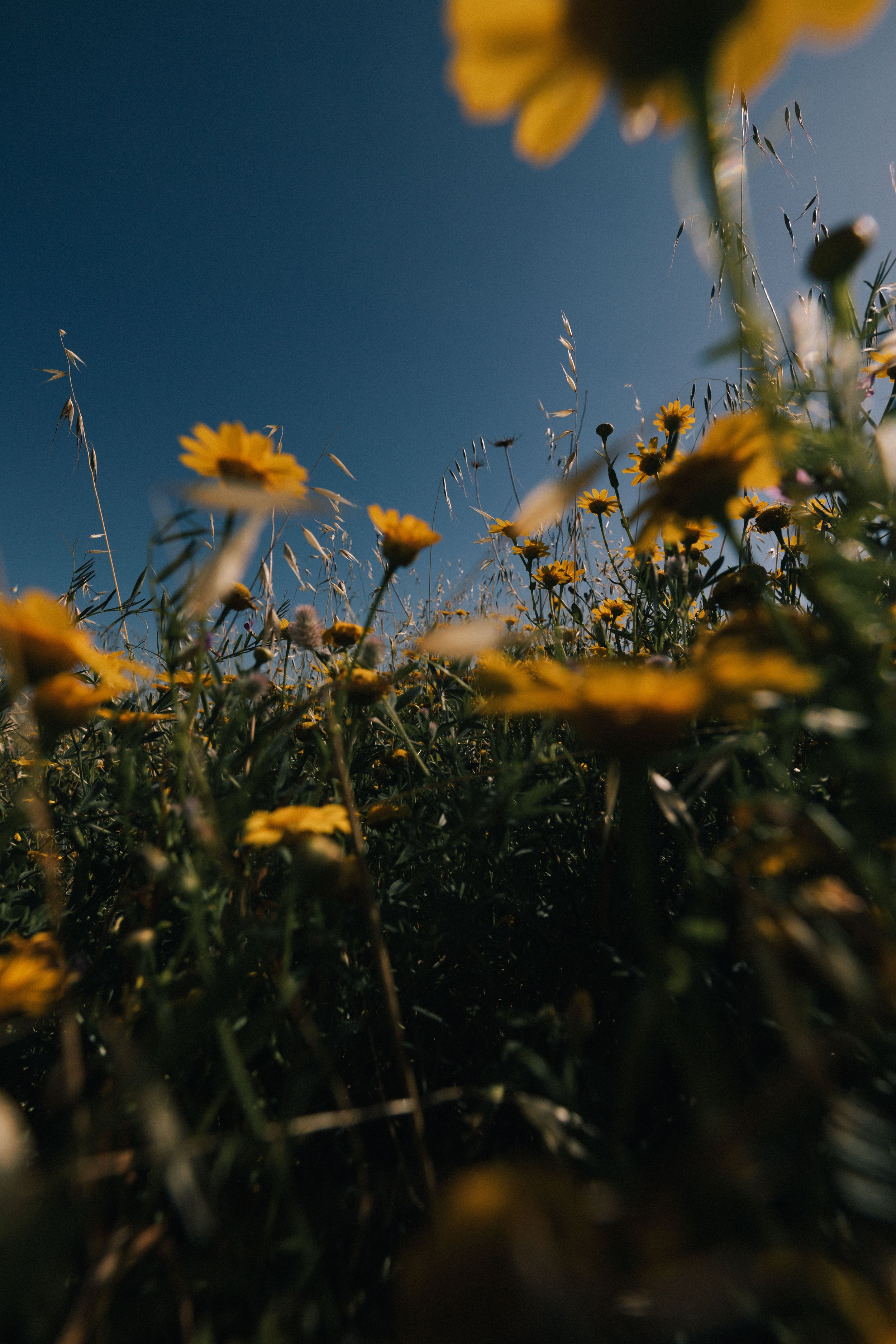 Low-angle view of  yellow flowers in the vineyard , under a clear blue sky.