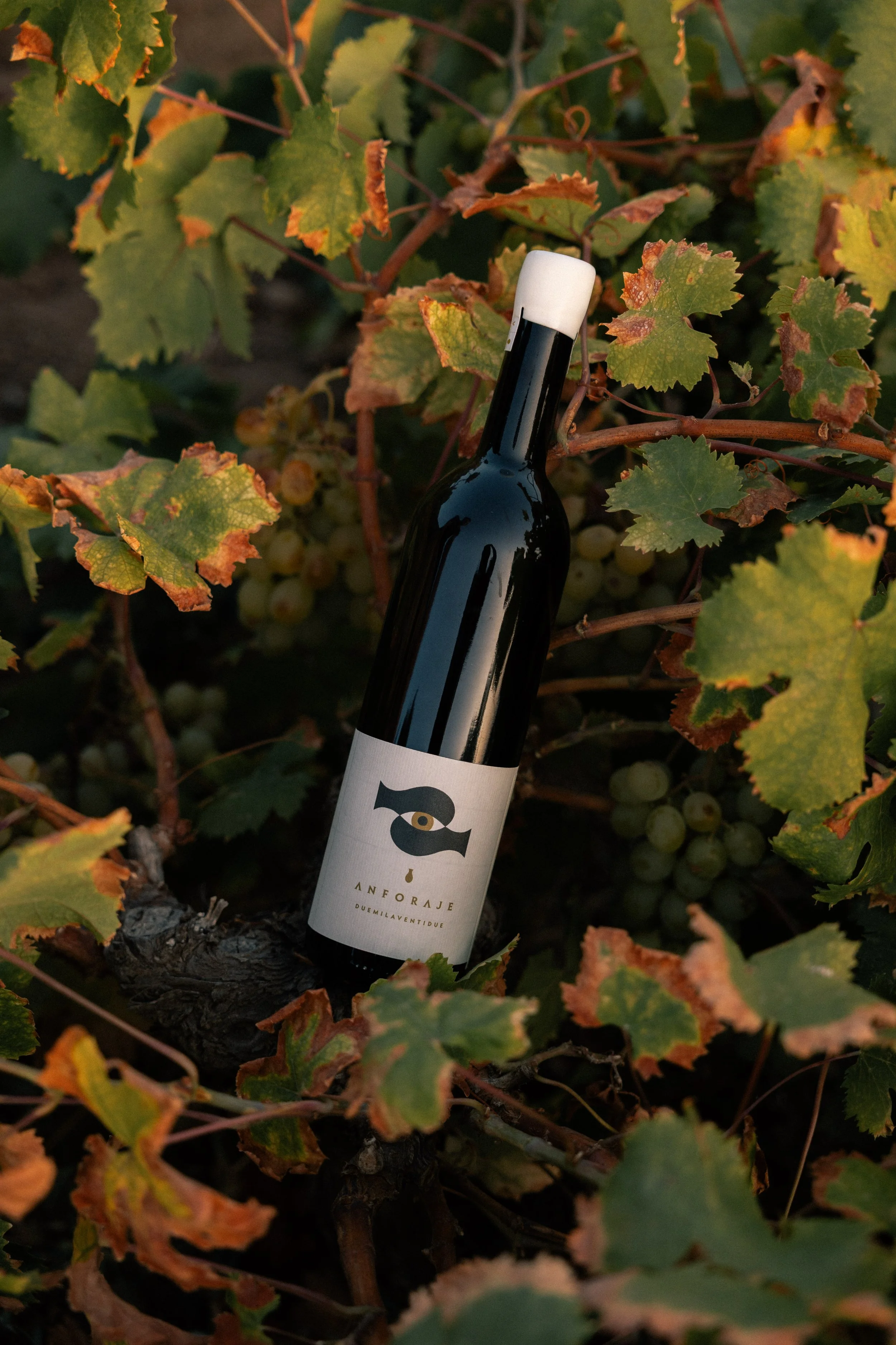 Anforaje wine bottle , partially hidden among grapevine leaves 