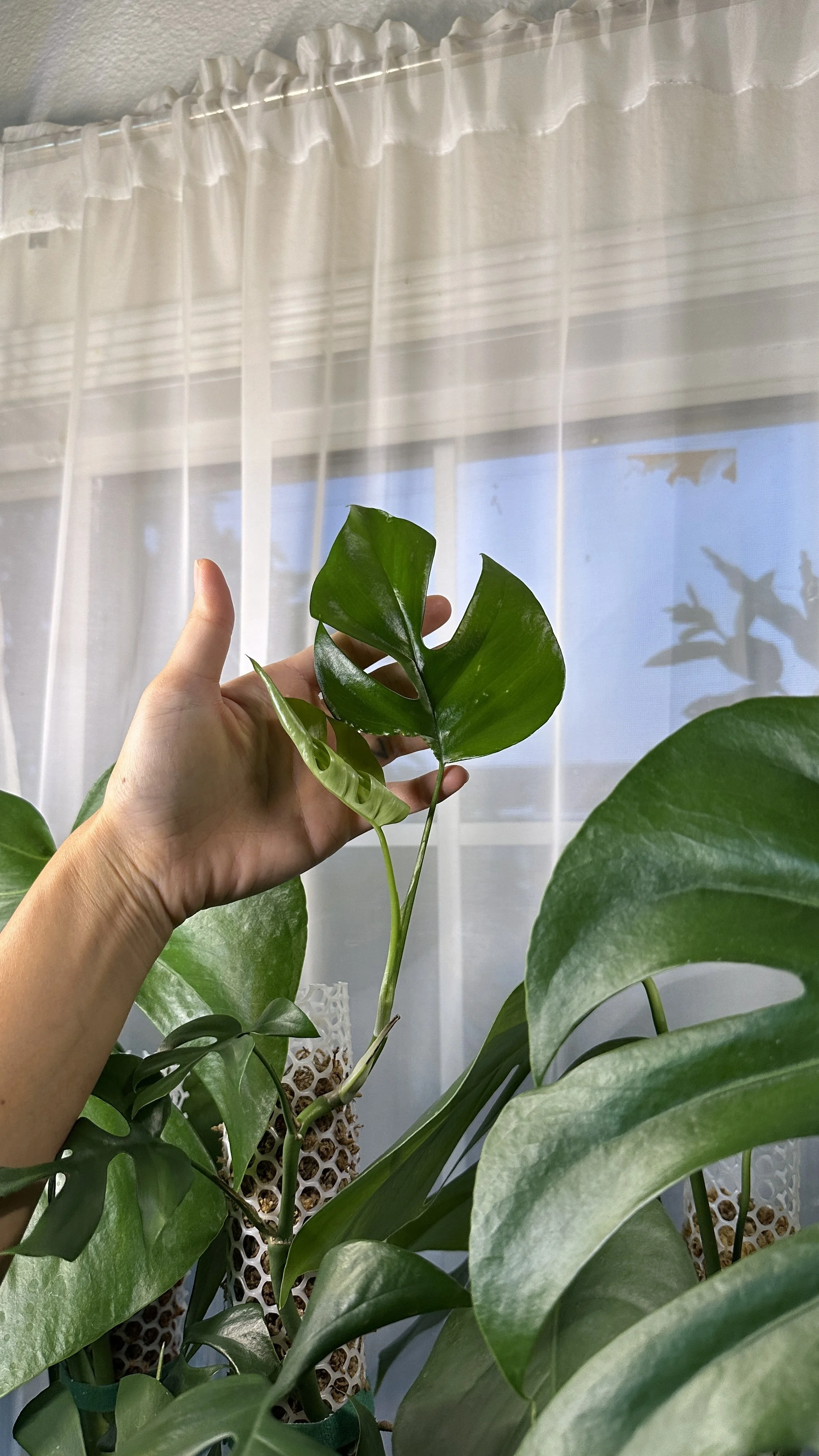 A hand holding a green Monstera plant leaf in front of other large leafy houseplants near a window with white sheer curtains.