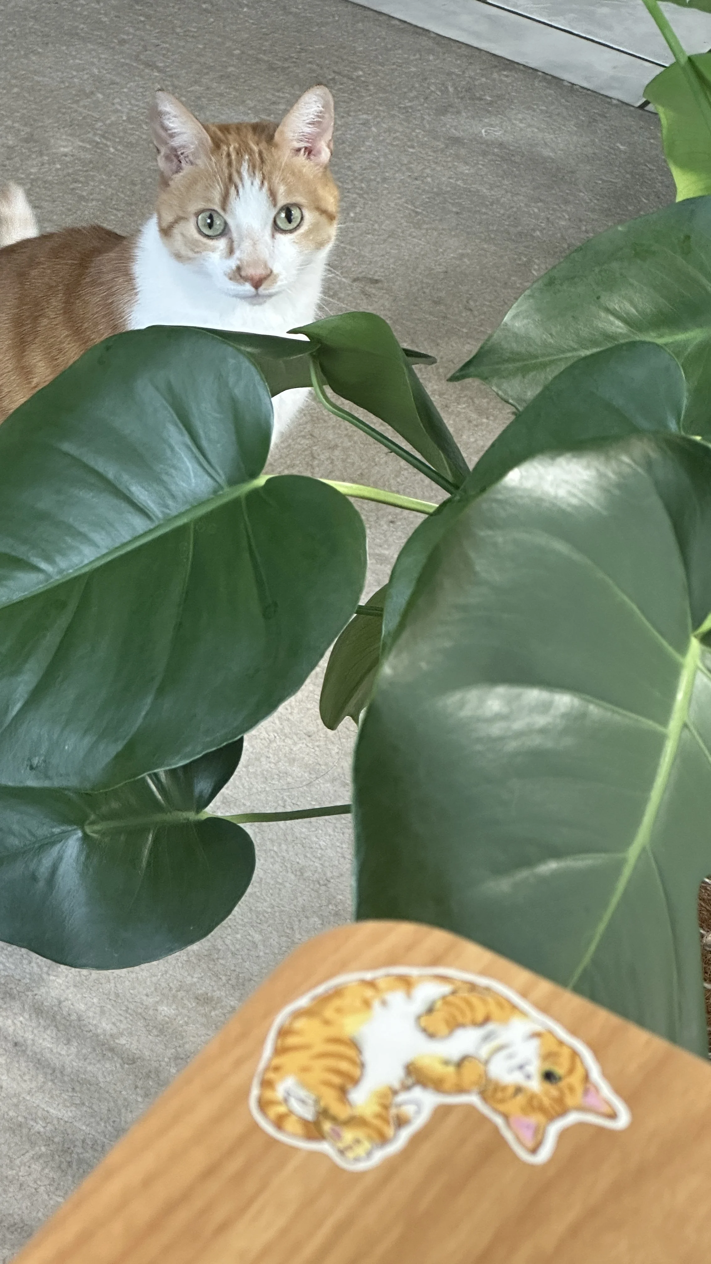 A ginger and white cat with green eyes peeking around large green leaves of a houseplant on a concrete floor.
