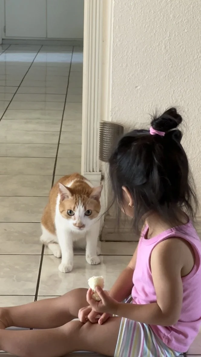 A young girl sitting on the floor holding a piece of bread with her hand, facing a ginger and white cat that is sitting nearby. The girl has dark hair tied with a pink hair tie and is wearing a pink sleeveless top and striped shorts. The cat is looki