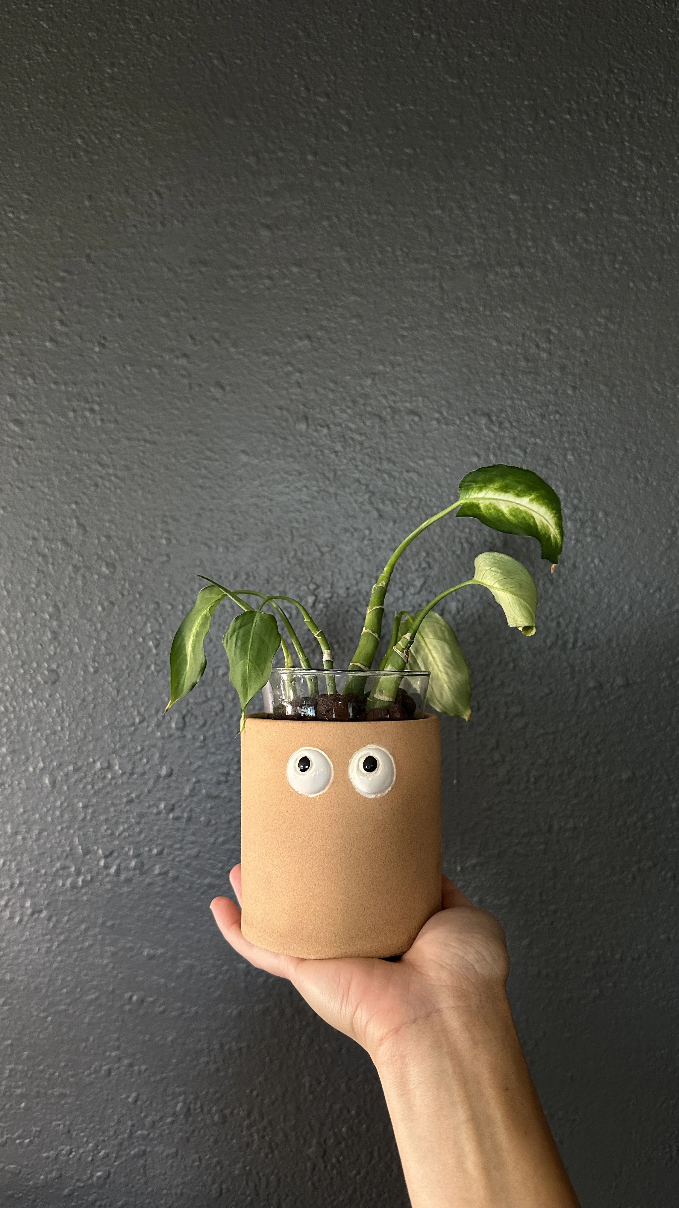 A hand holding a potted green plant with variegated leaves in front of a gray textured wall. The pot is light brown with two googly eyes attached to it, giving the plant a face appearance.