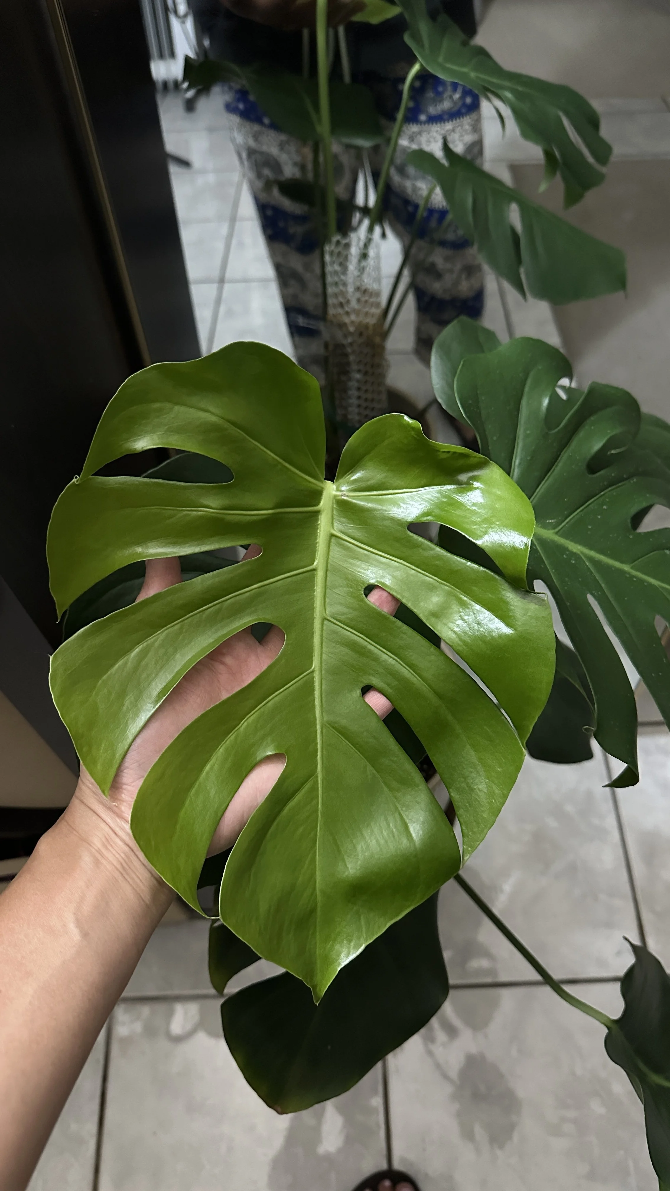 Close-up of a person holding a large, glossy green monstera leaf with characteristic holes, with other monstera plants in the background.