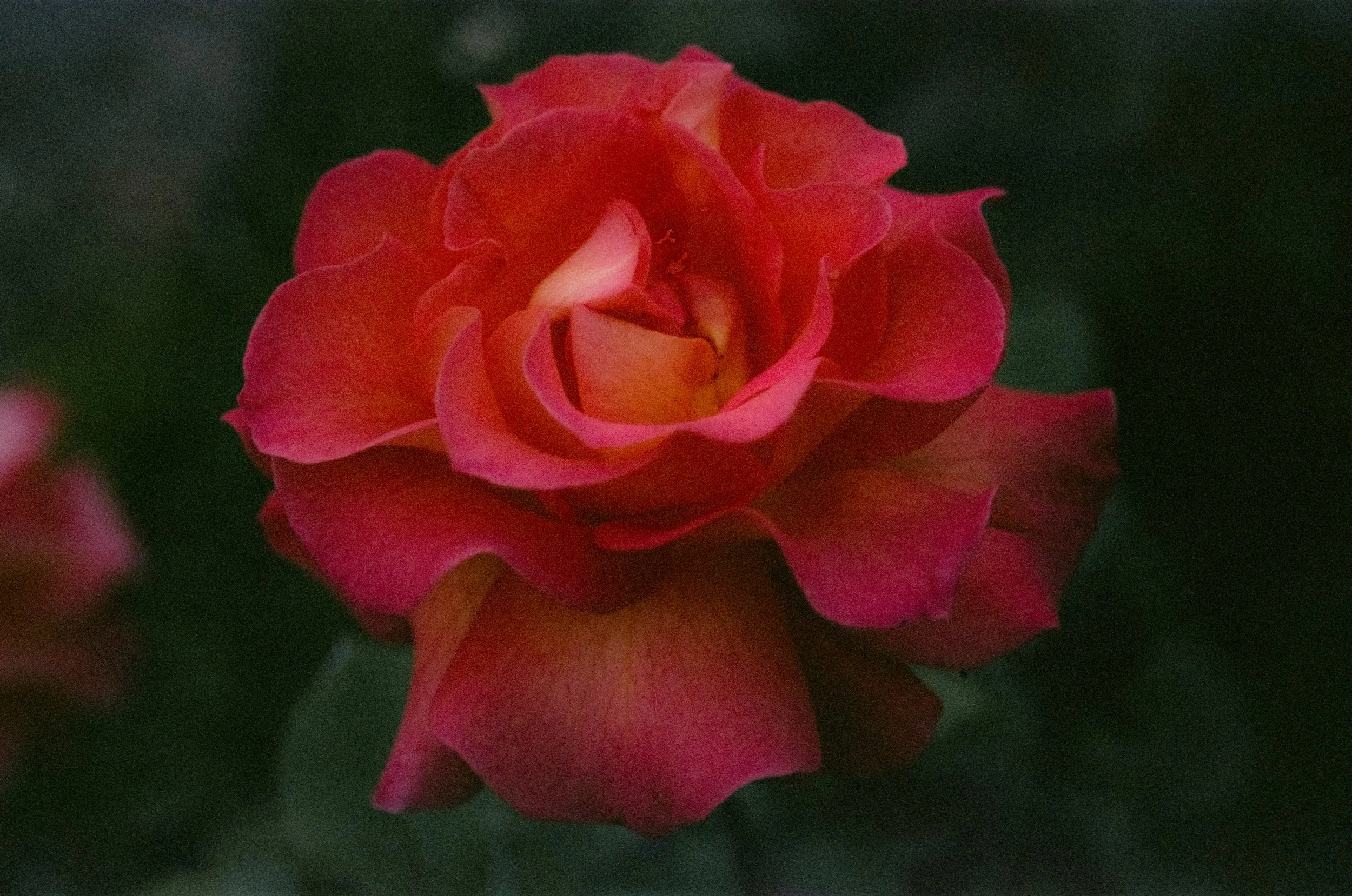 love-61.jpg