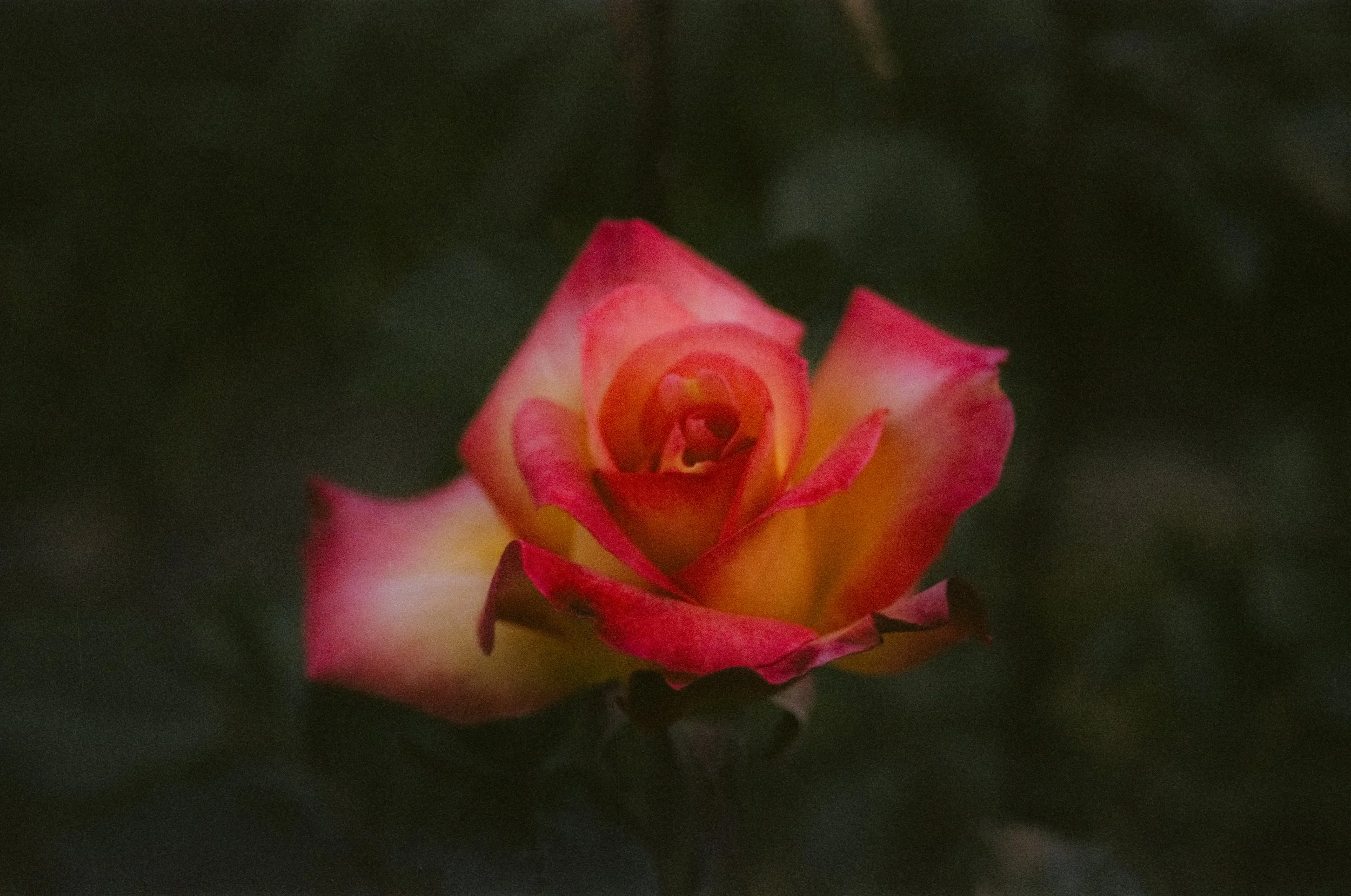 love-60.jpg
