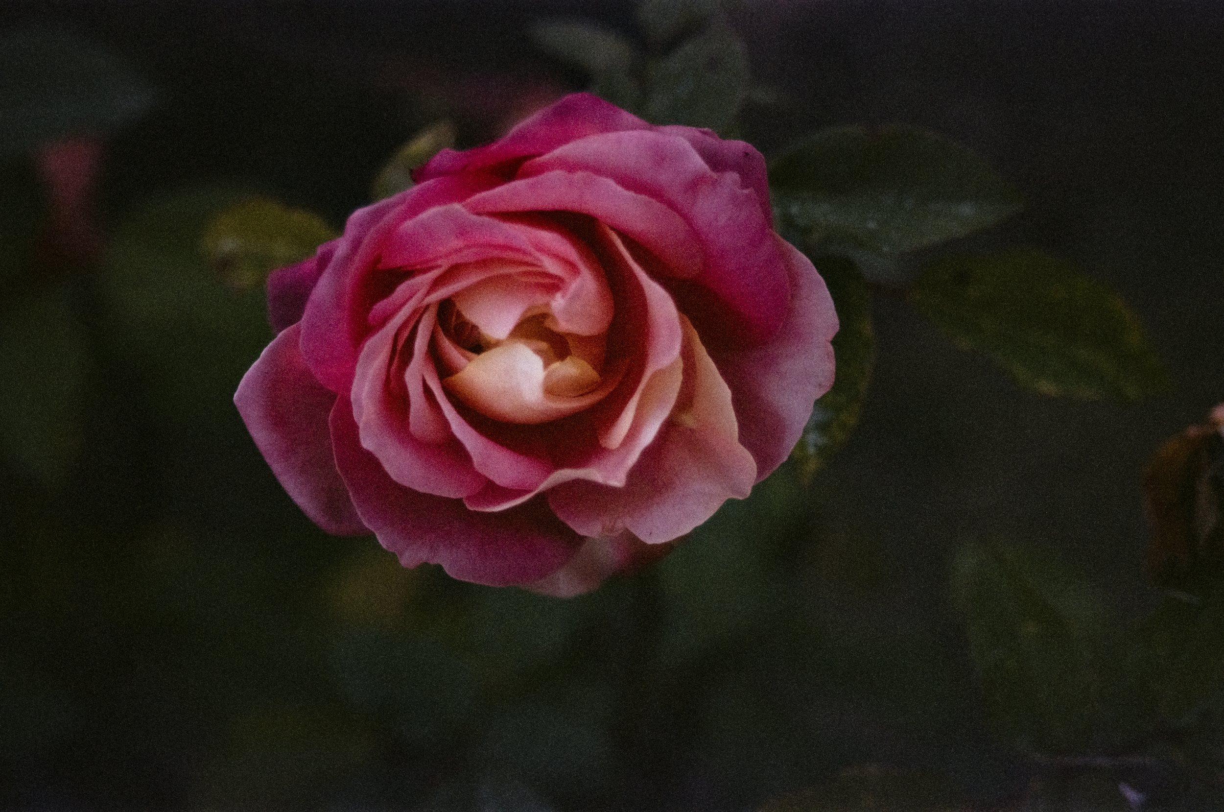 love-58.jpg