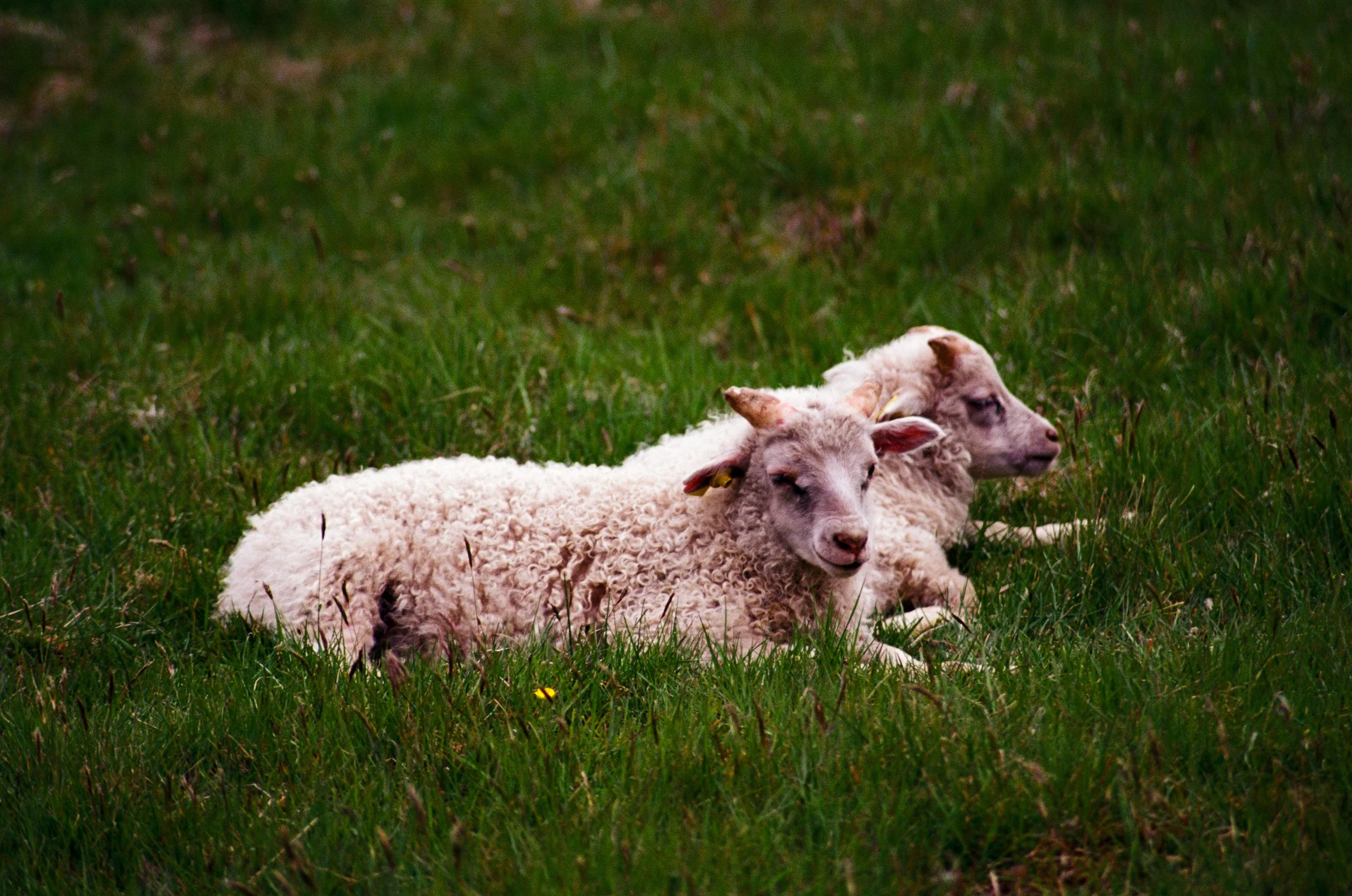 Iceland's feral sheep