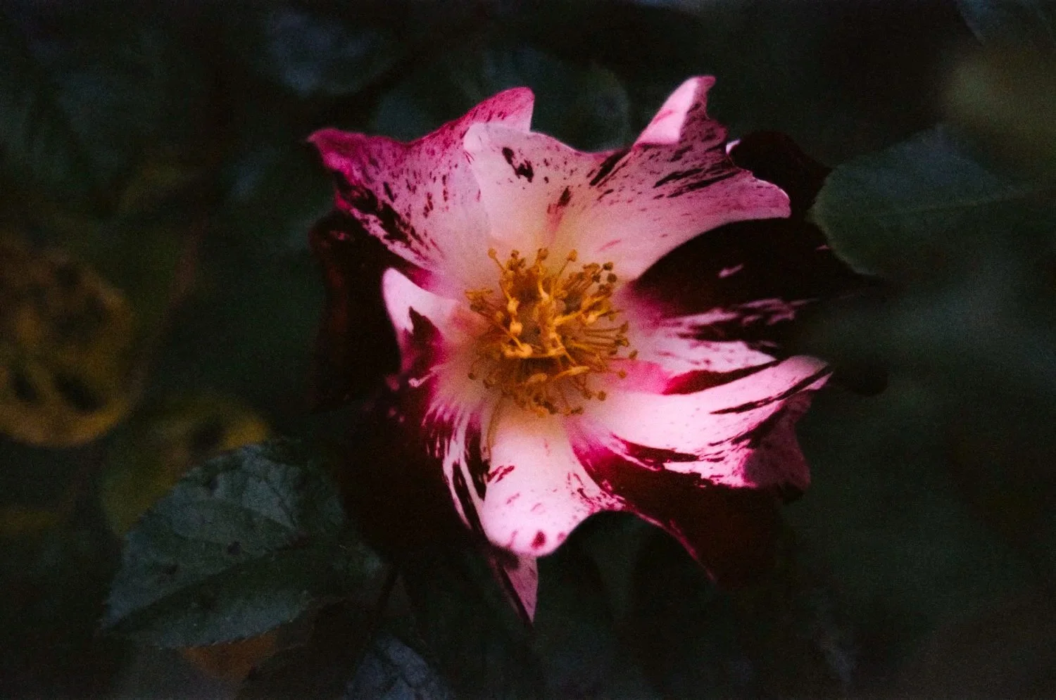 printqualityIAA-2.jpg
