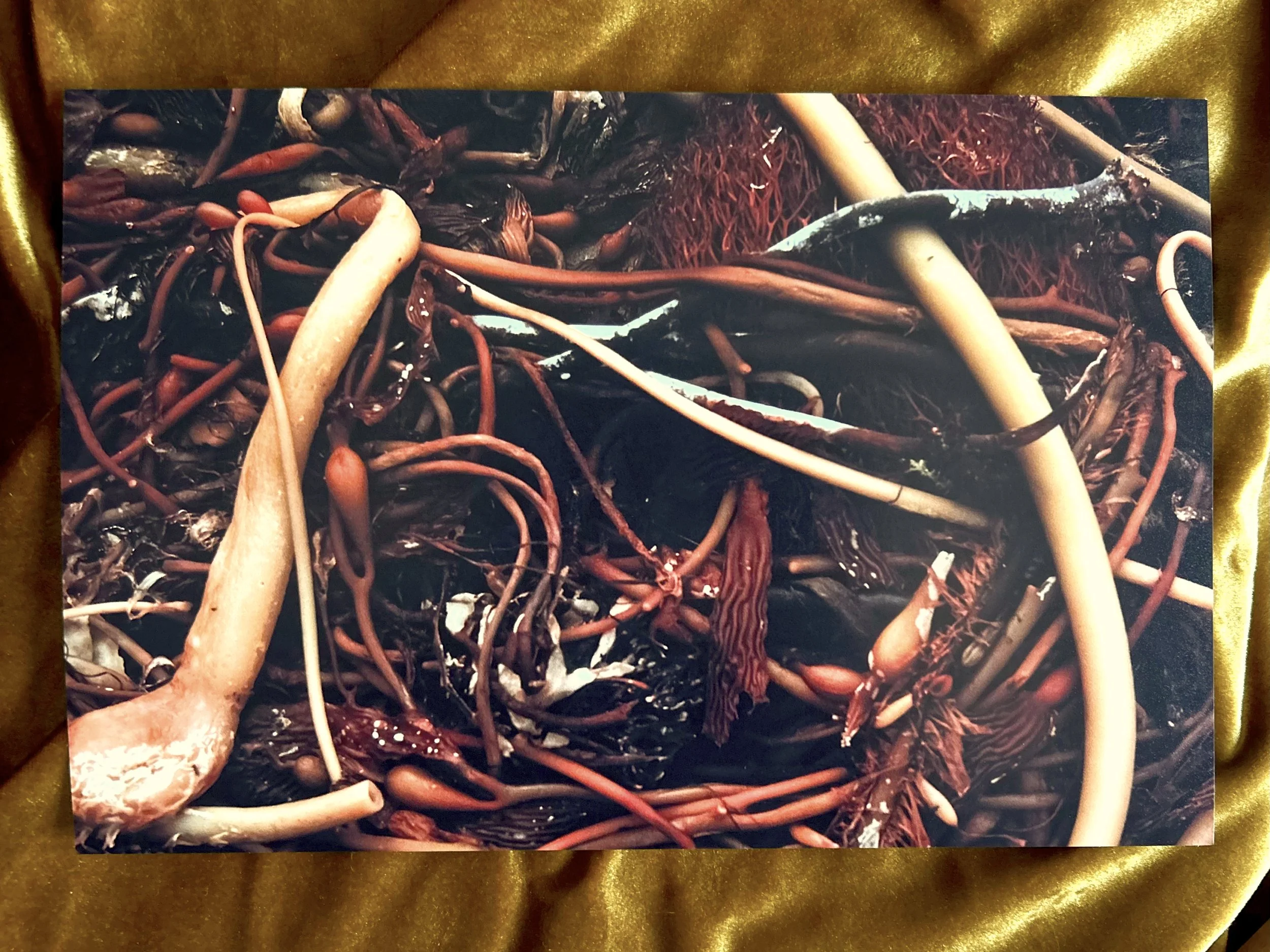 Seaweed