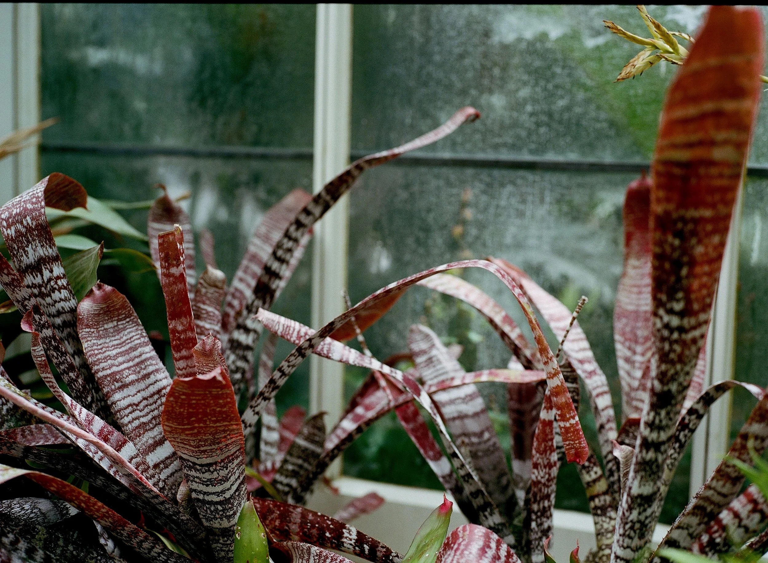 Seattle Botanical Garden